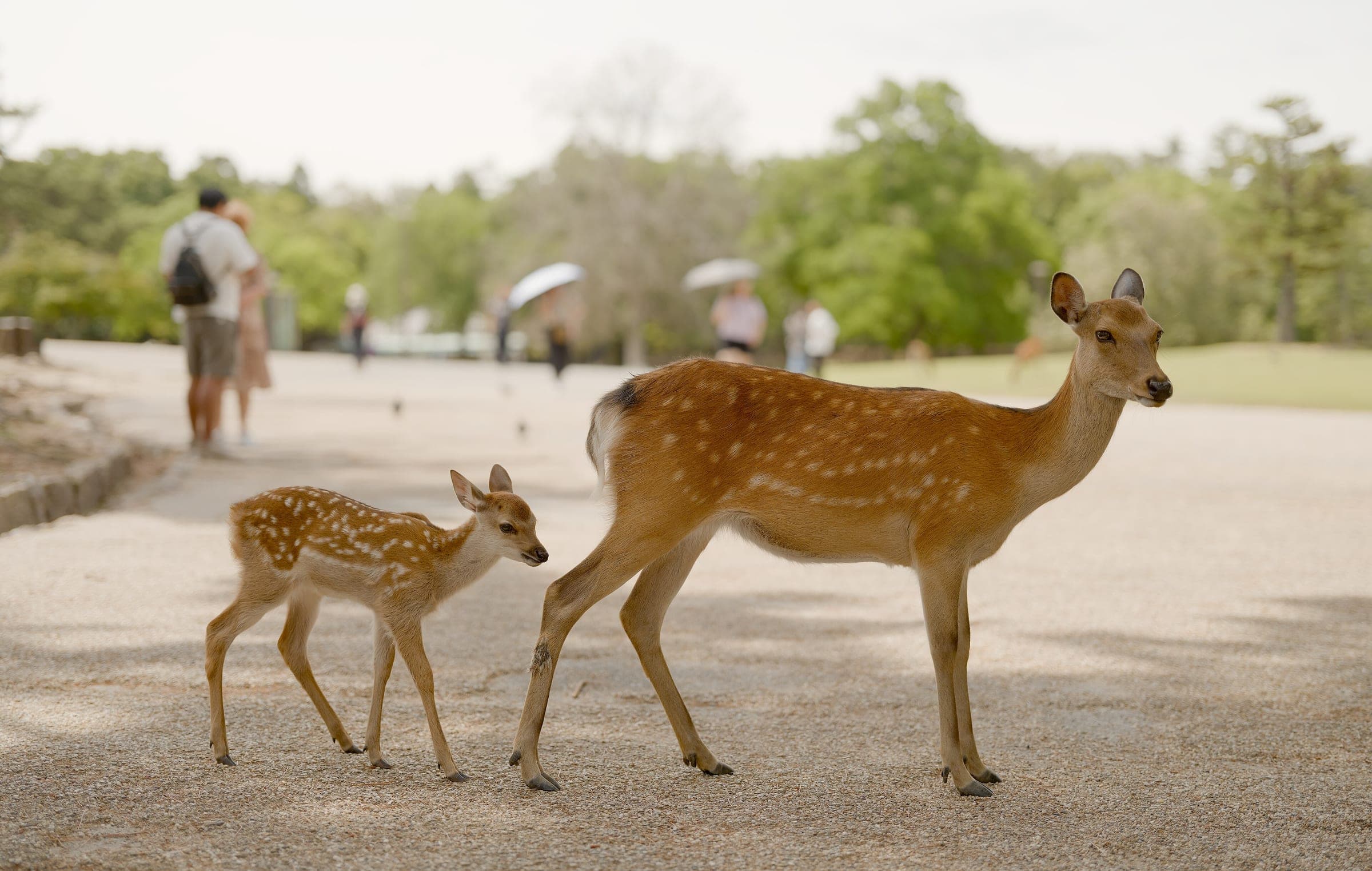 A sika deer doe and her spotted fawn stand on the open ground of Nara Park