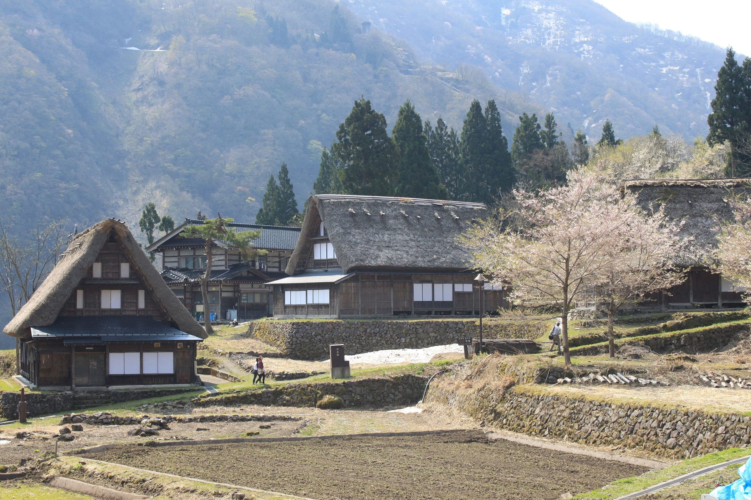 Gassho-zukuri houses and blossoming cherry trees stand above the rice paddies of Ainokura in Gokayama