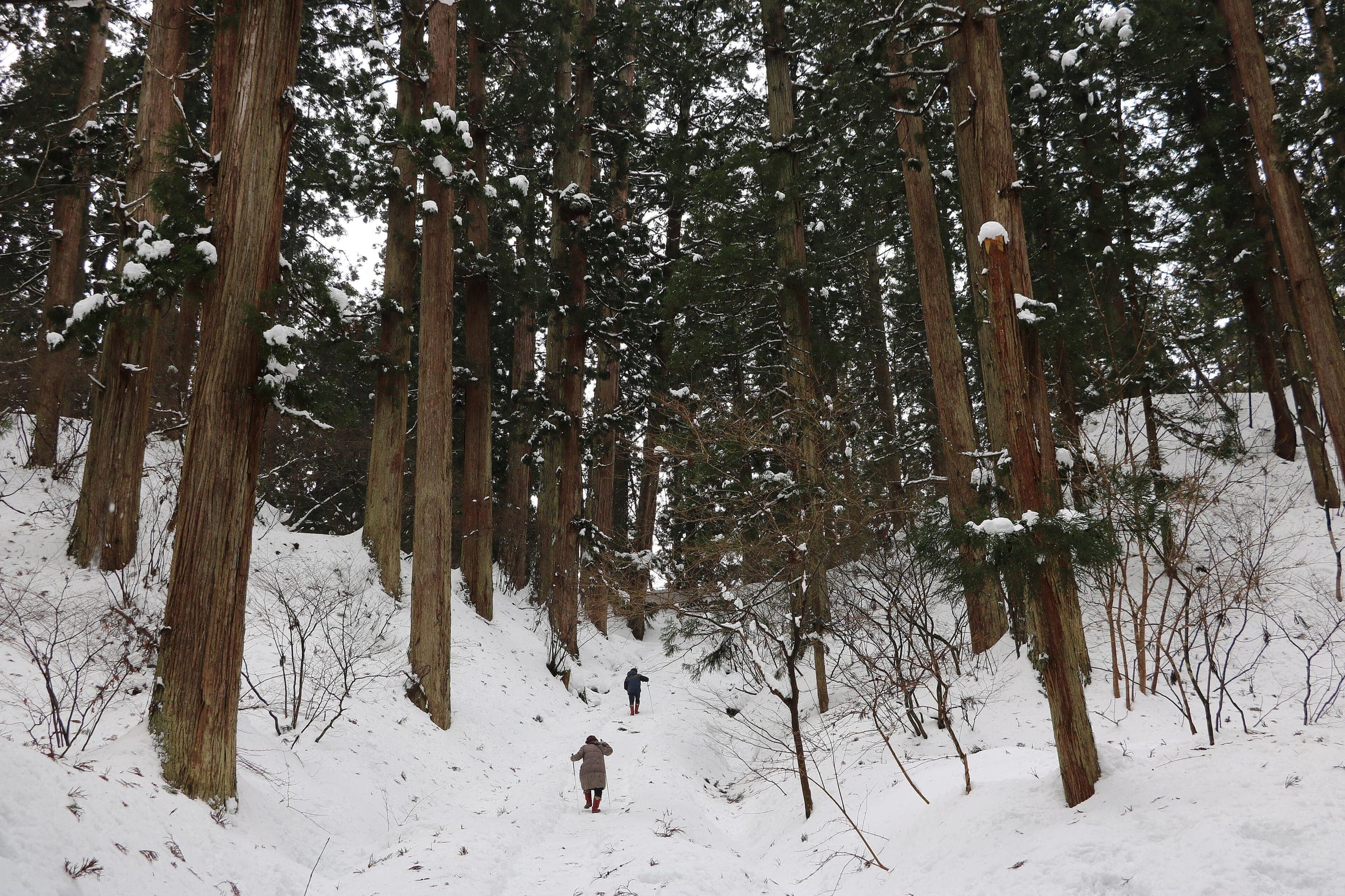 Two walkers climb a snow-covered path through the old cedar forest on Mount Haguro.