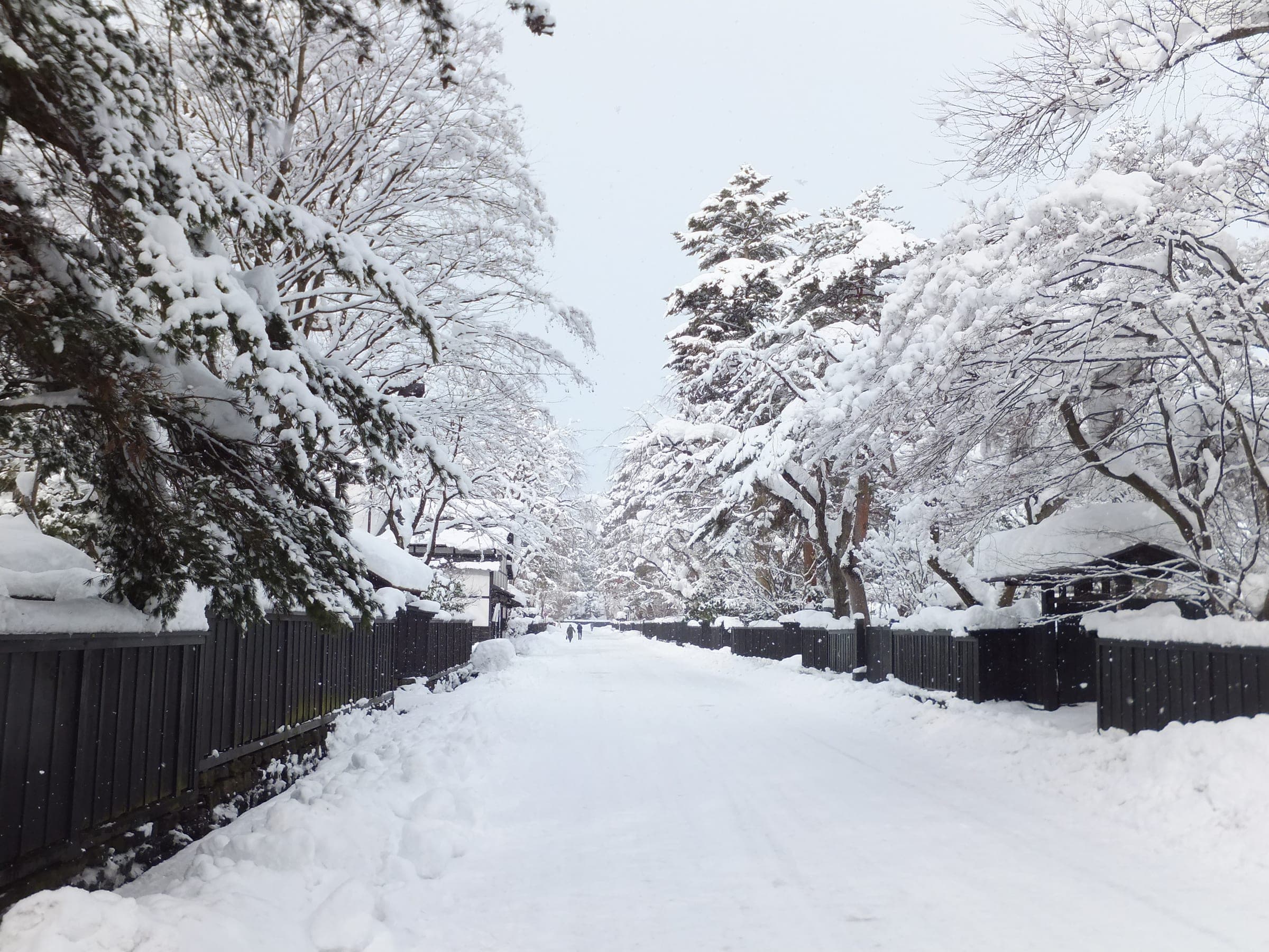 Snow-laden trees arch over the black board fences of the Bukeyashiki street in Kakunodate.