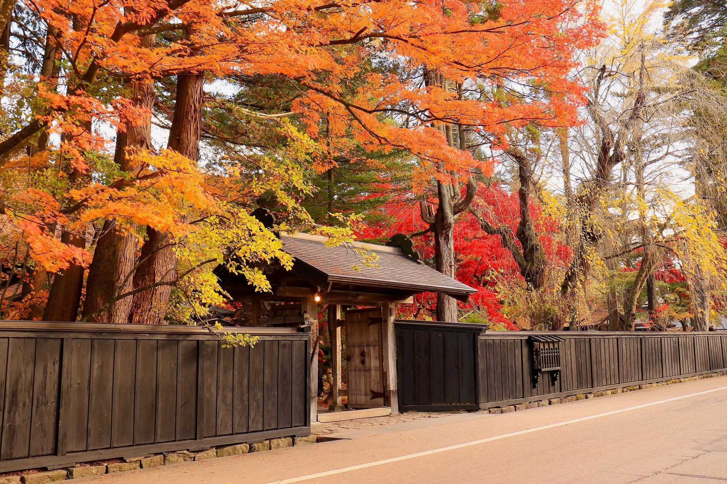 Red maples blaze above a samurai house gate and black fence in Kakunodate in November.