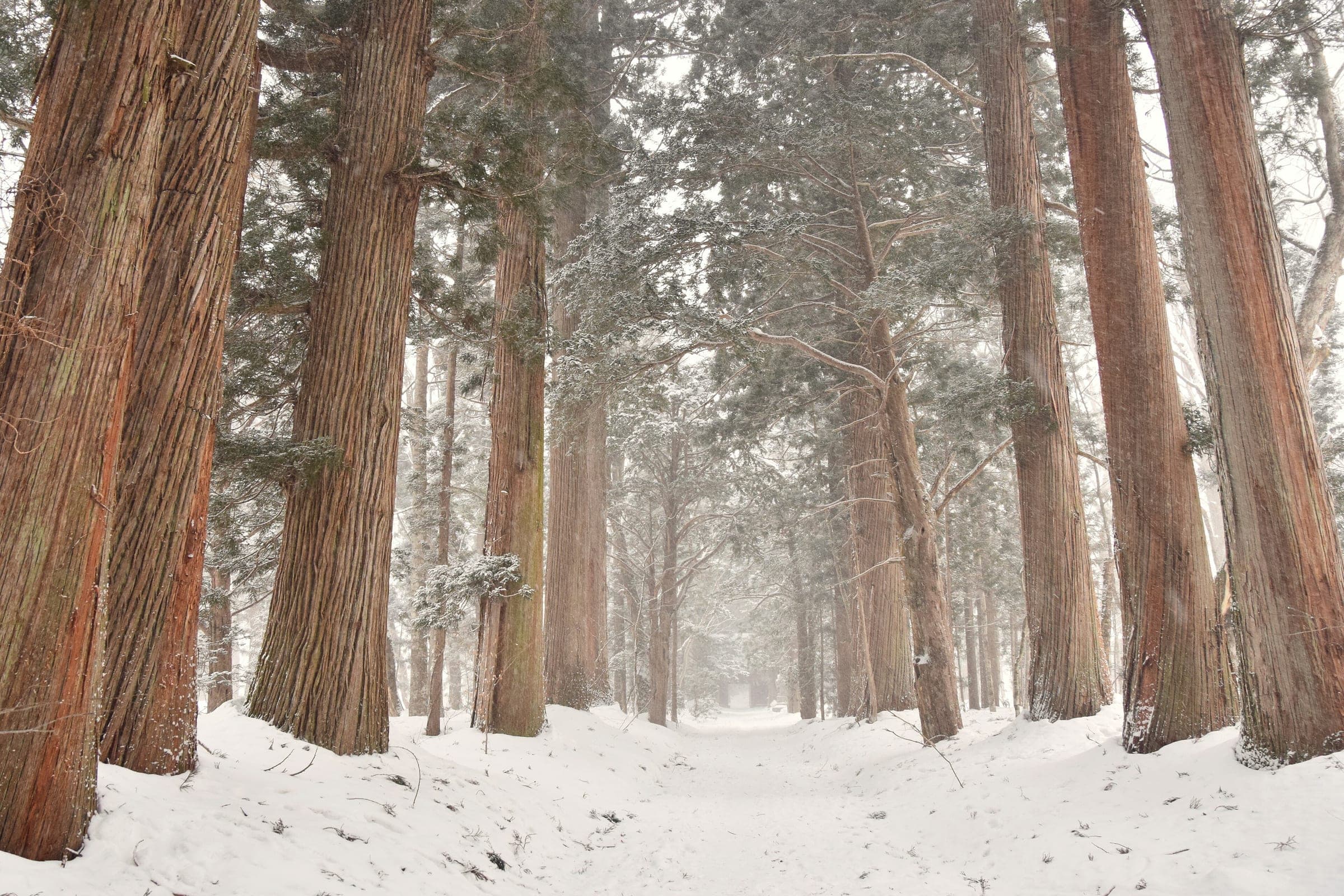 Snow falls on the avenue of tall cedars leading to Togakushi Shrine's Okusha in February.