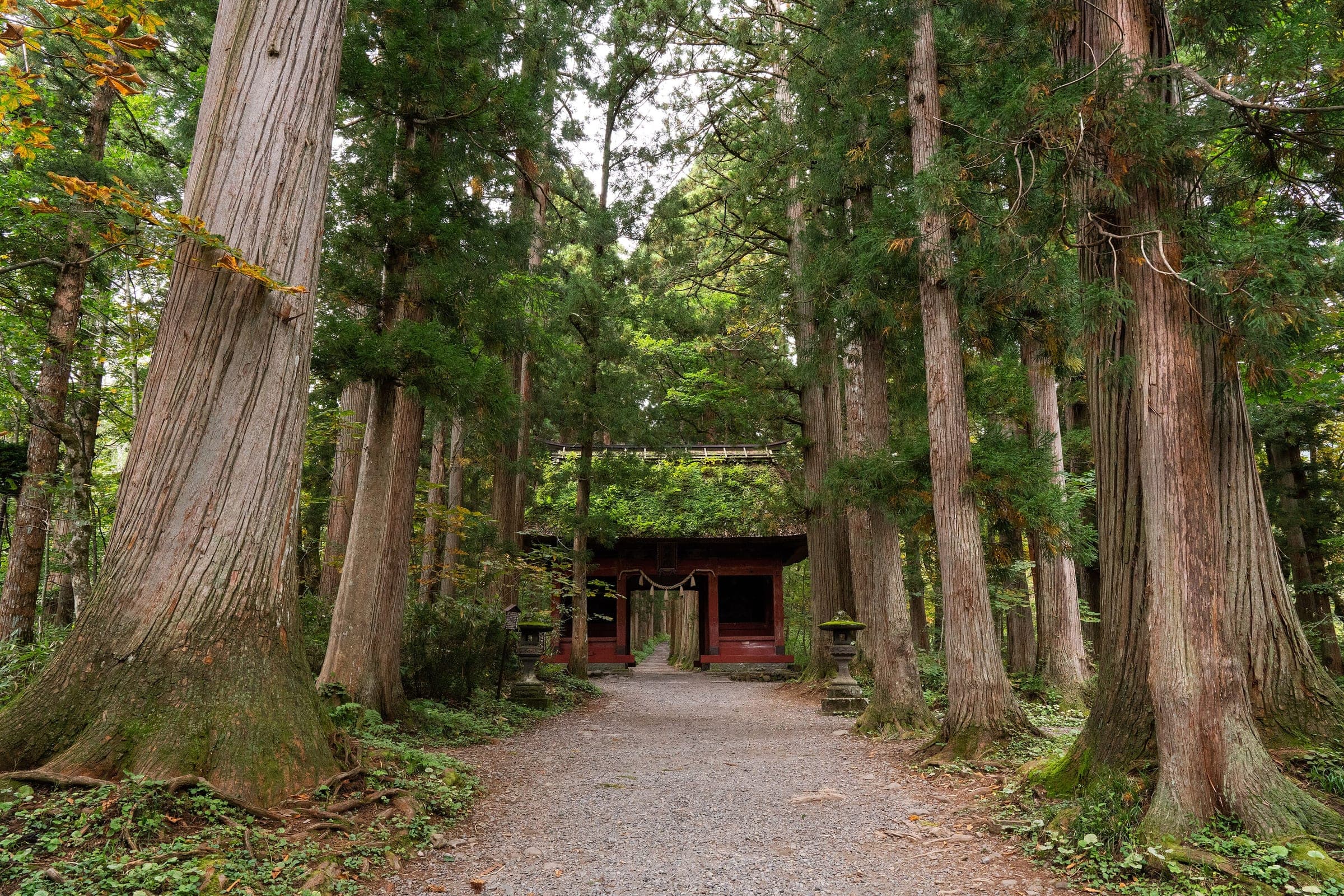 The red Zuishinmon gate with its mossy thatched roof stands at the end of a cedar path at Togakushi Shrine.
