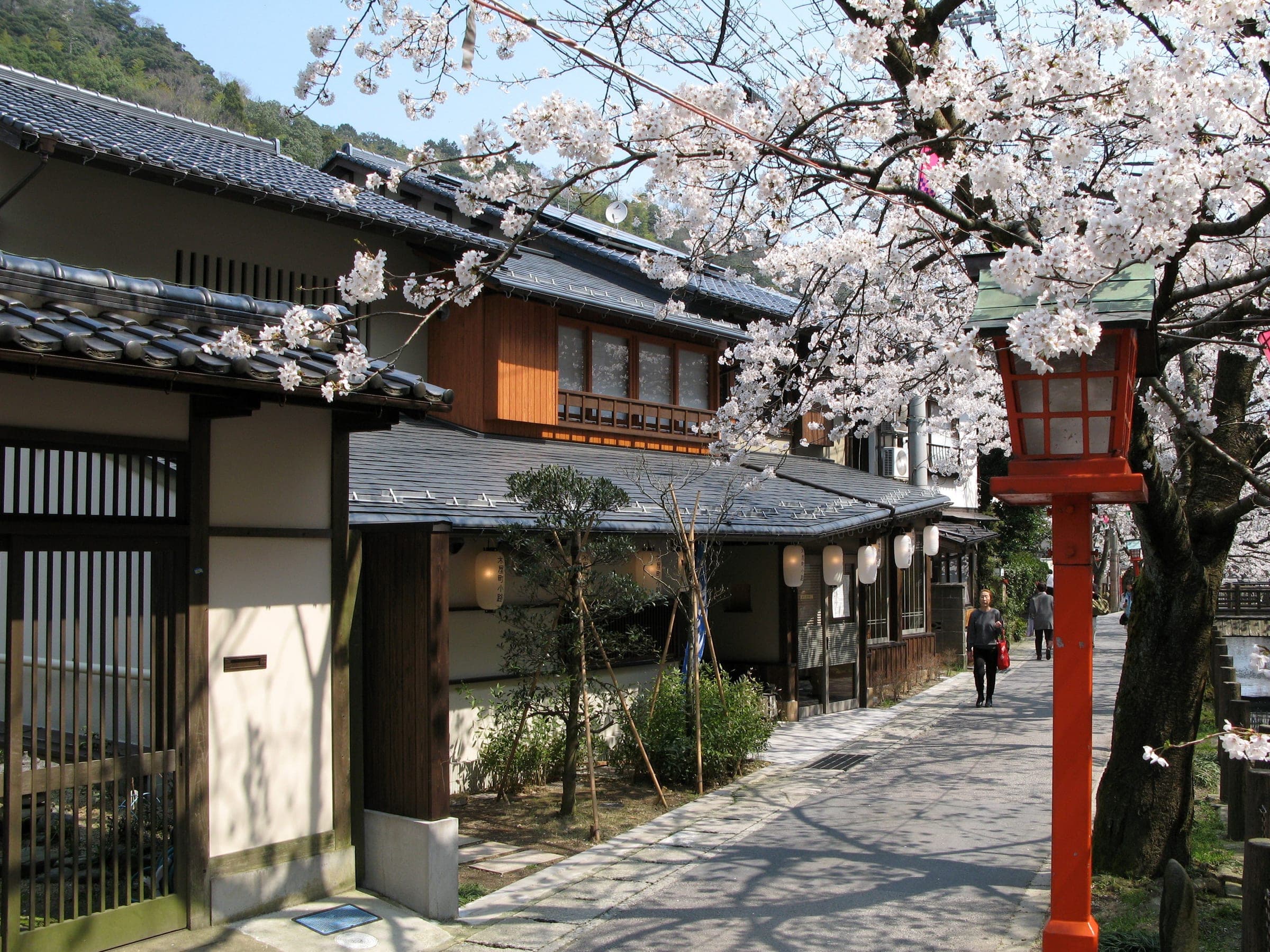 Cherry blossoms hang over the lanterns and wooden ryokan fronts of Kinosaki Onsen in April