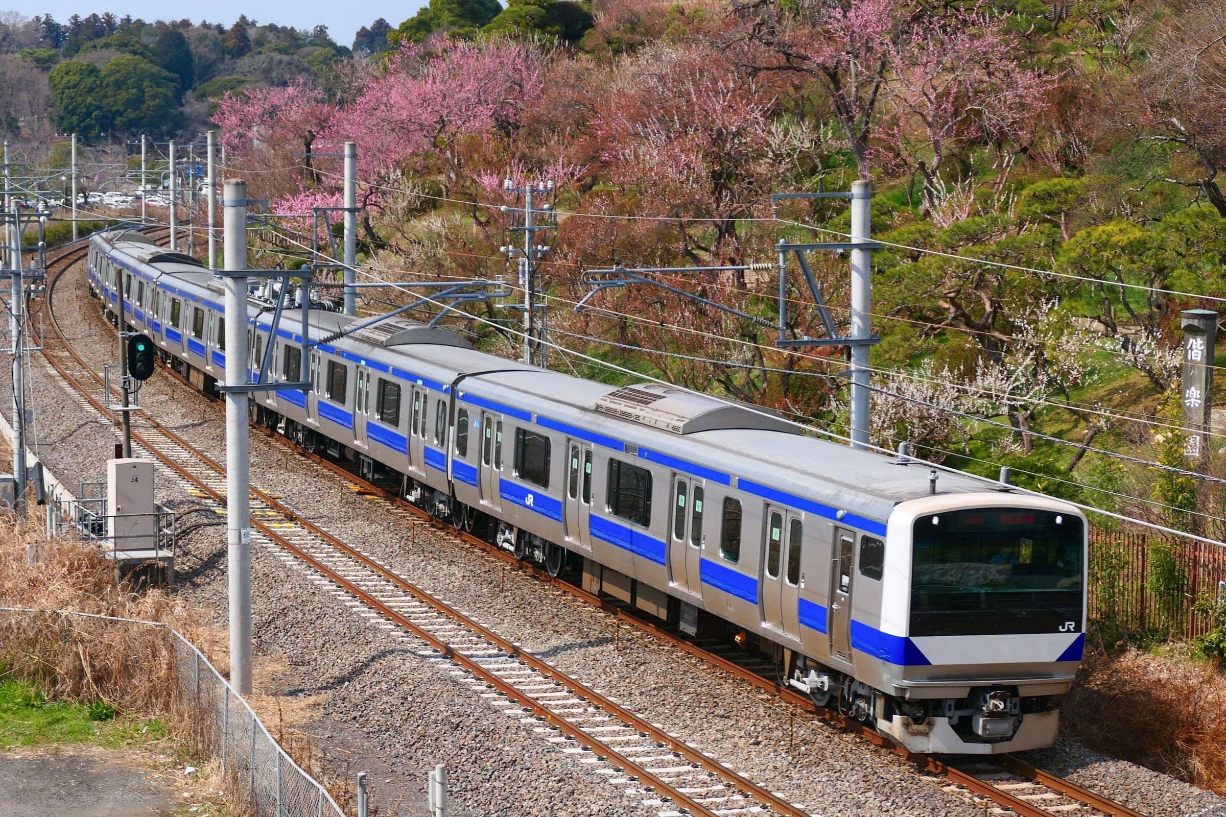 A Joban Line train passes the plum trees of Kairakuen in Mito in early March