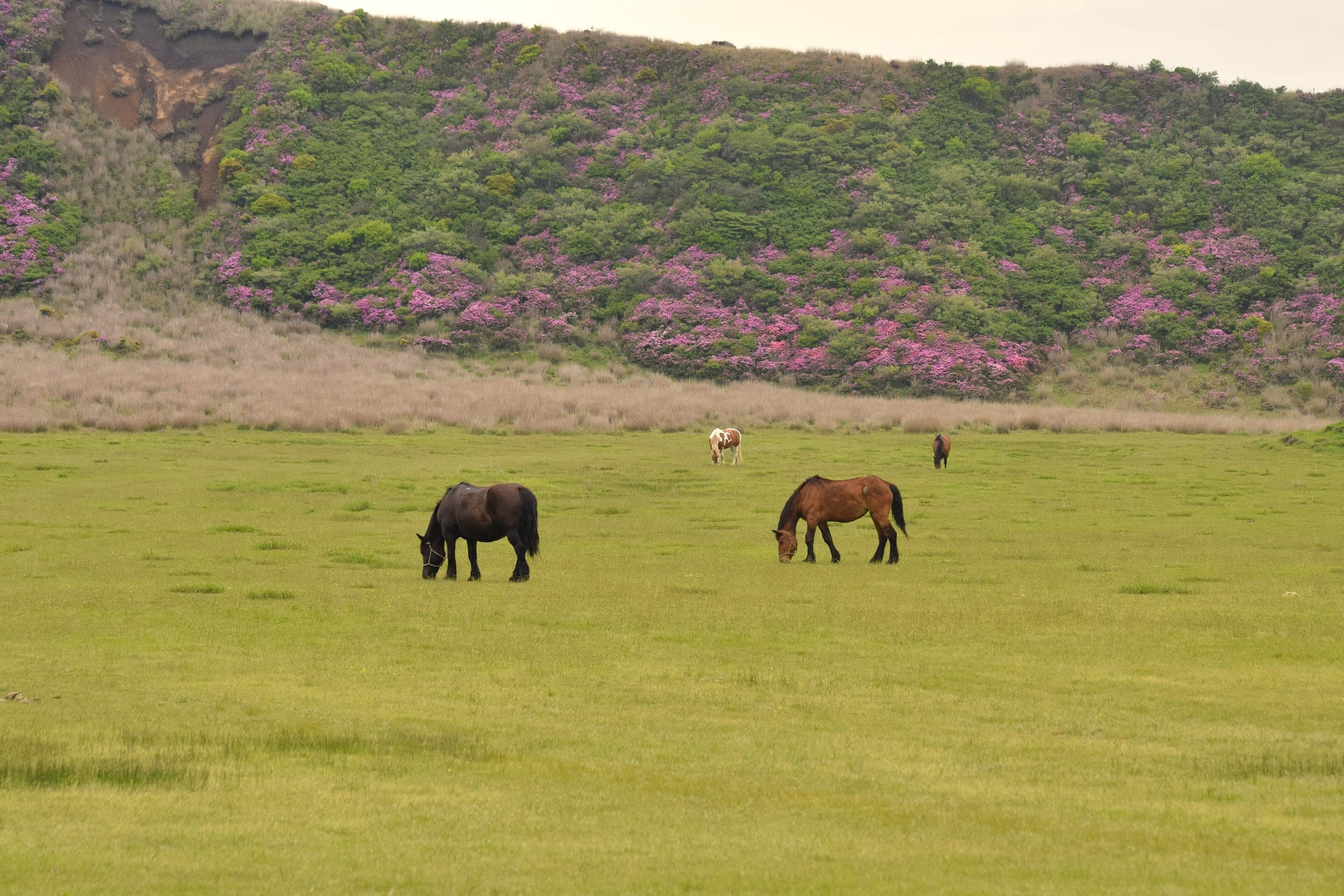 Horses graze the Kusasenri meadow on Mount Aso below slopes of pink azaleas in May