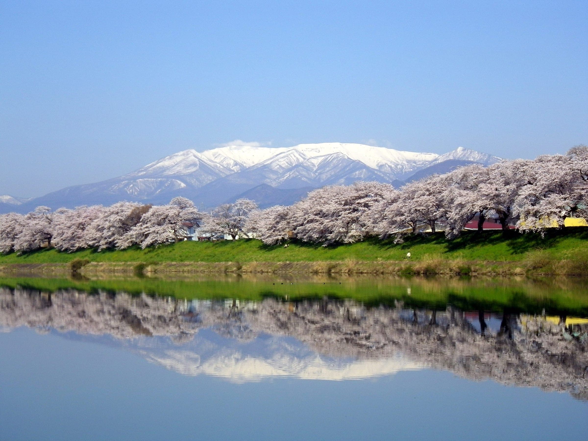 Cherry trees line the Shiroishi River in Miyagi with snowy Mount Zao reflected in the water