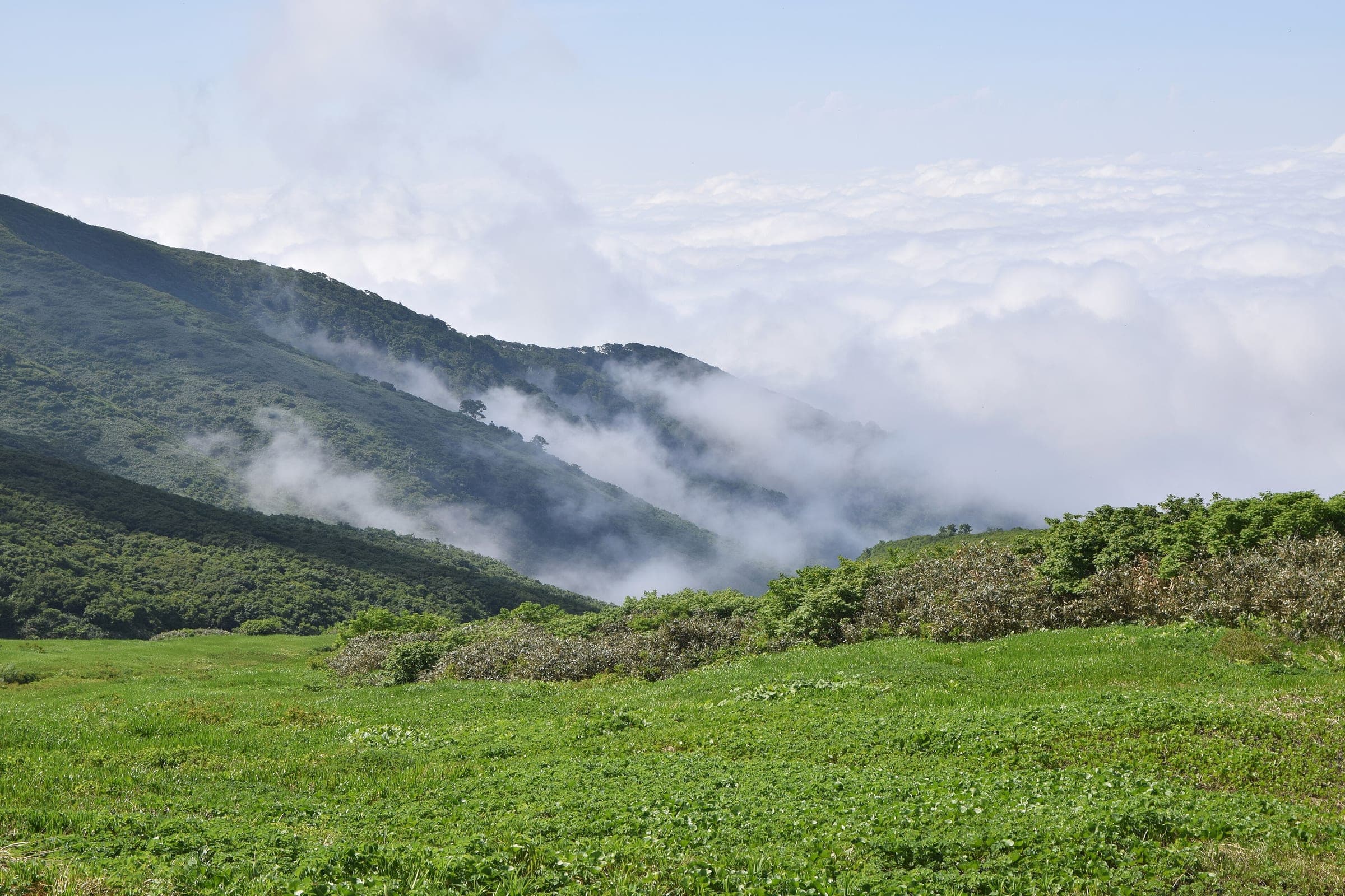 Cloud fills the valleys below the upper meadows of Mount Gassan on a July morning.