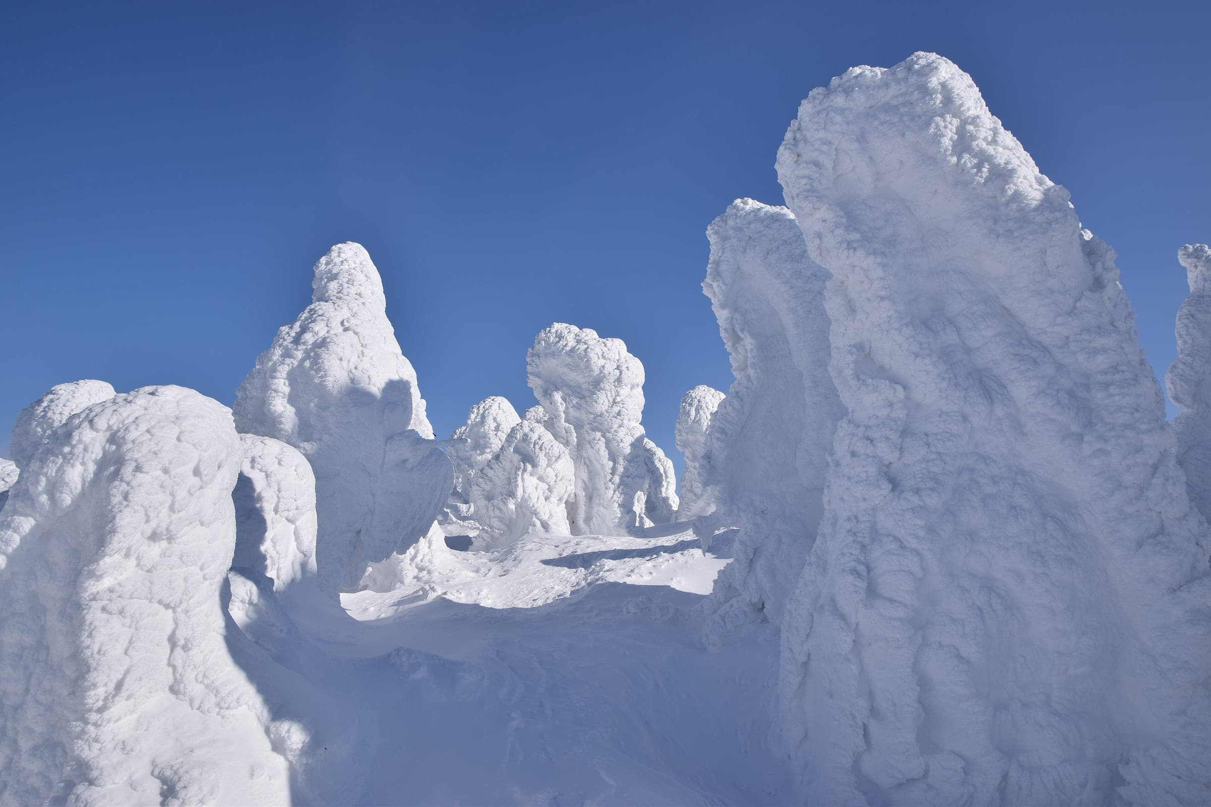 Wind-packed rime turns firs into tall snow monsters near the Hakkoda Ropeway summit.