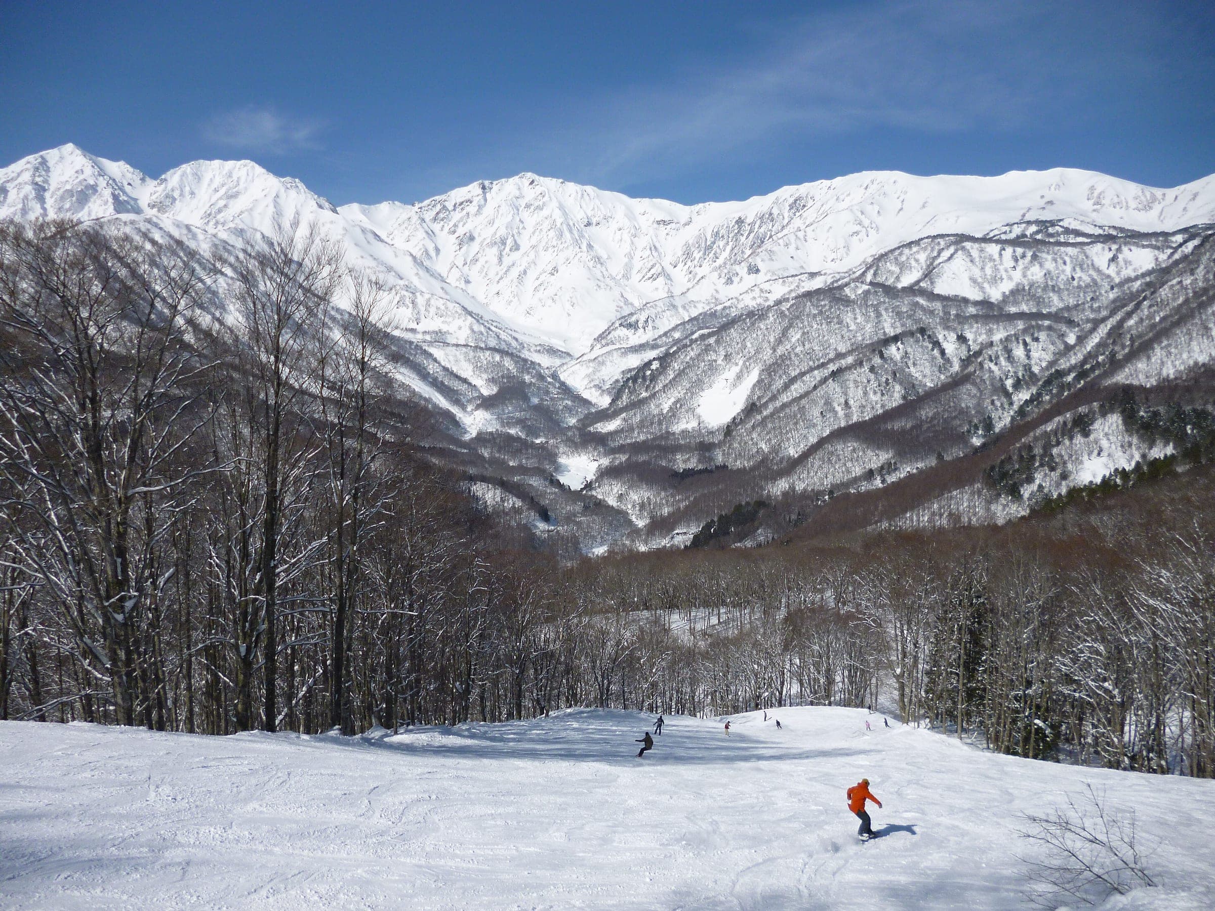 Skiers descend a wooded run at Hakuba Iwatake below the snow-covered Hakuba range