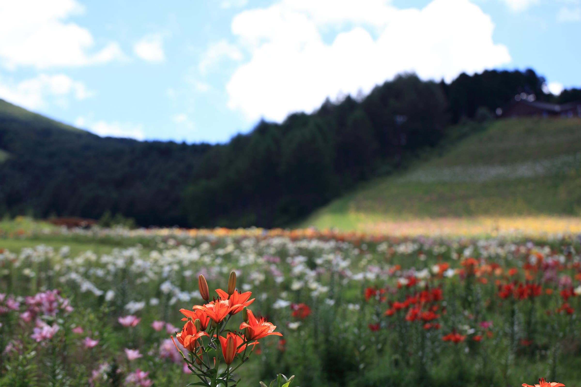 Lilies cover the lower ski slopes at Hunter Mountain Shiobara in August