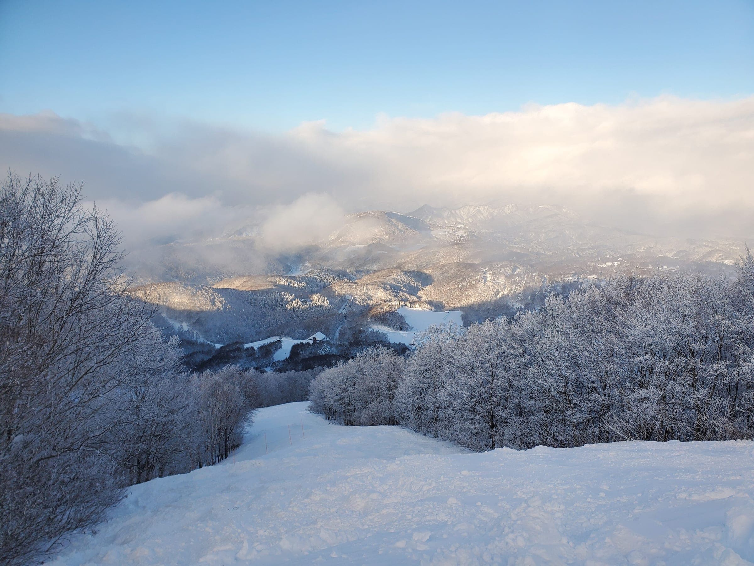 Morning light hits frosted trees beside an untracked run at Madarao
