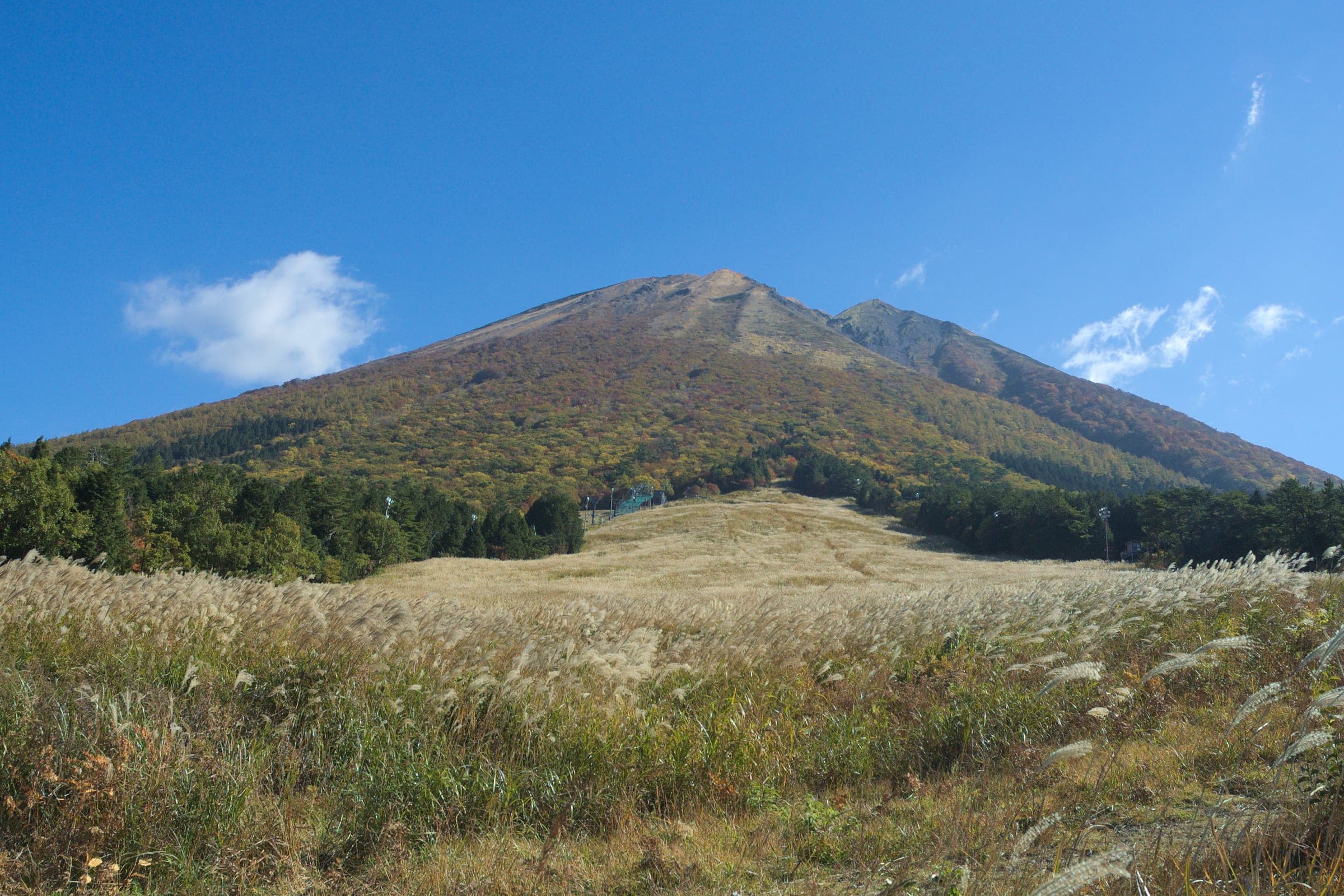 Pampas grass turns gold on the Masumizu Kogen slopes below the west ridge of Mount Daisen