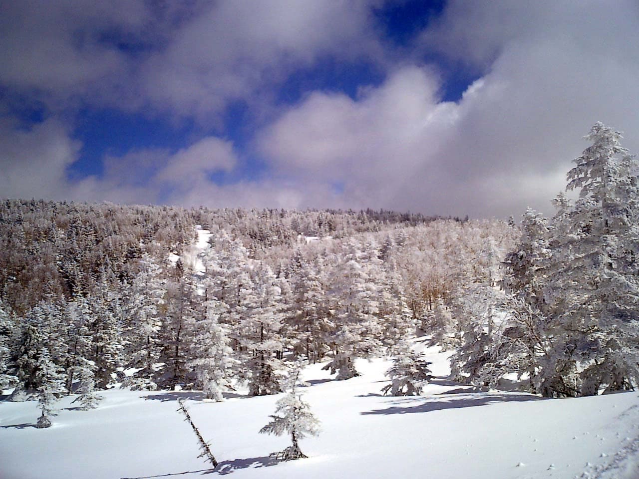 Rime-coated firs cover the open ground near the top of Ryuoo Ski Park