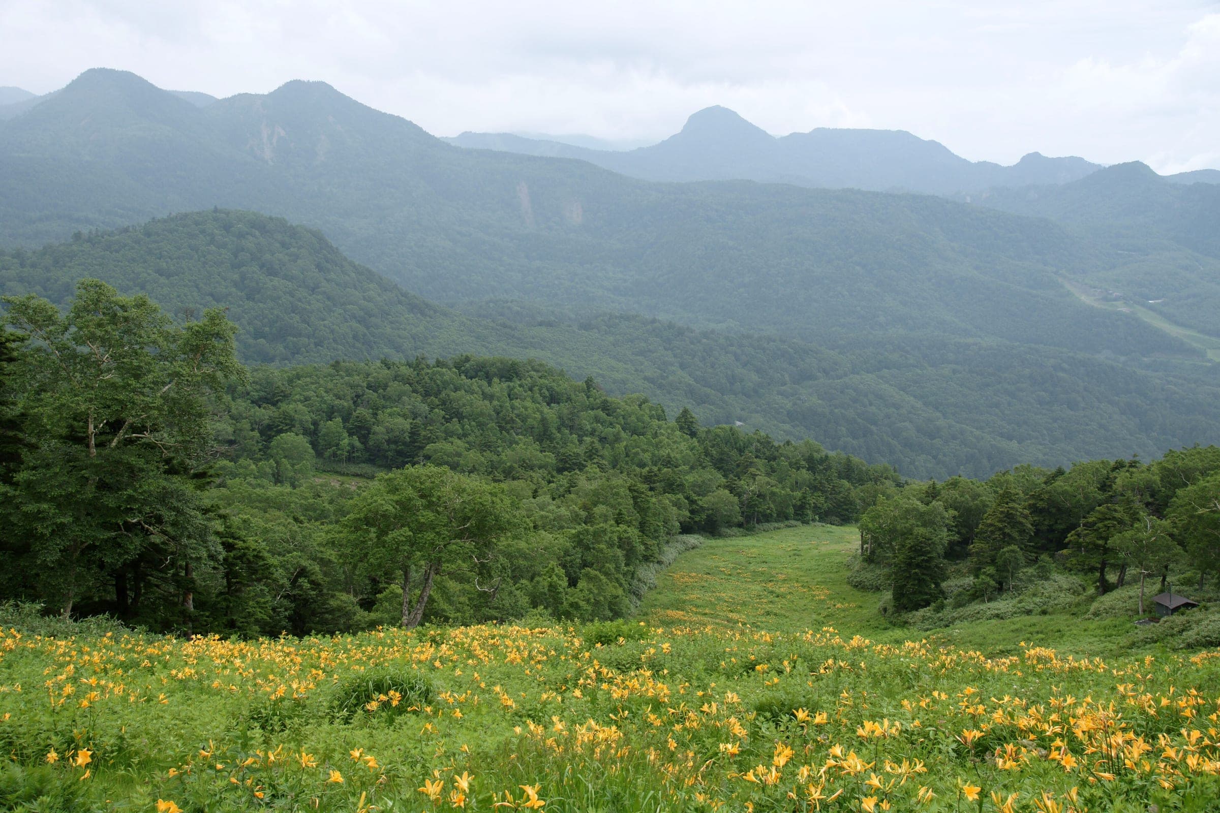 Day lilies bloom across the summit meadow of Higashidateyama in late July