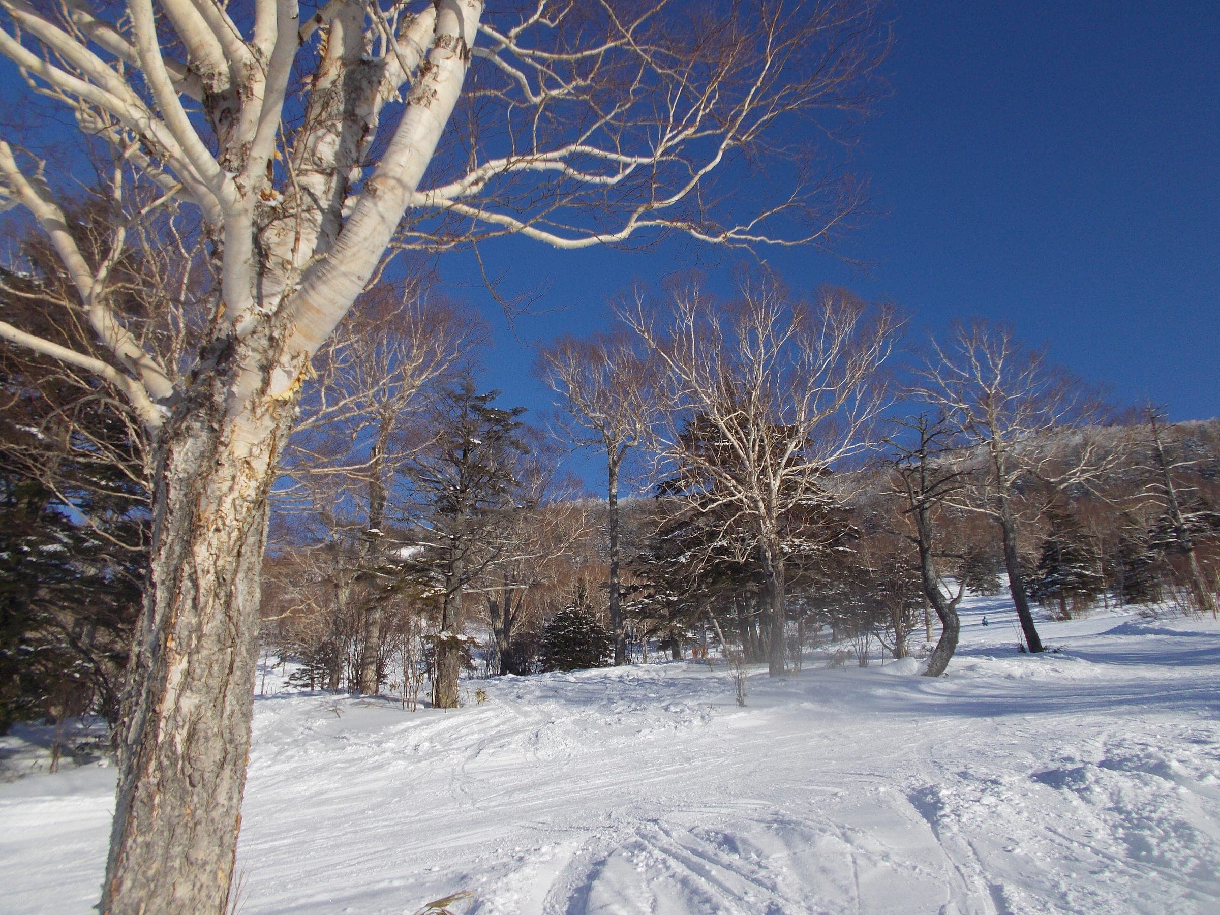 White birches line a sunny run at Shiga Kogen Ichinose Family on a clear February morning