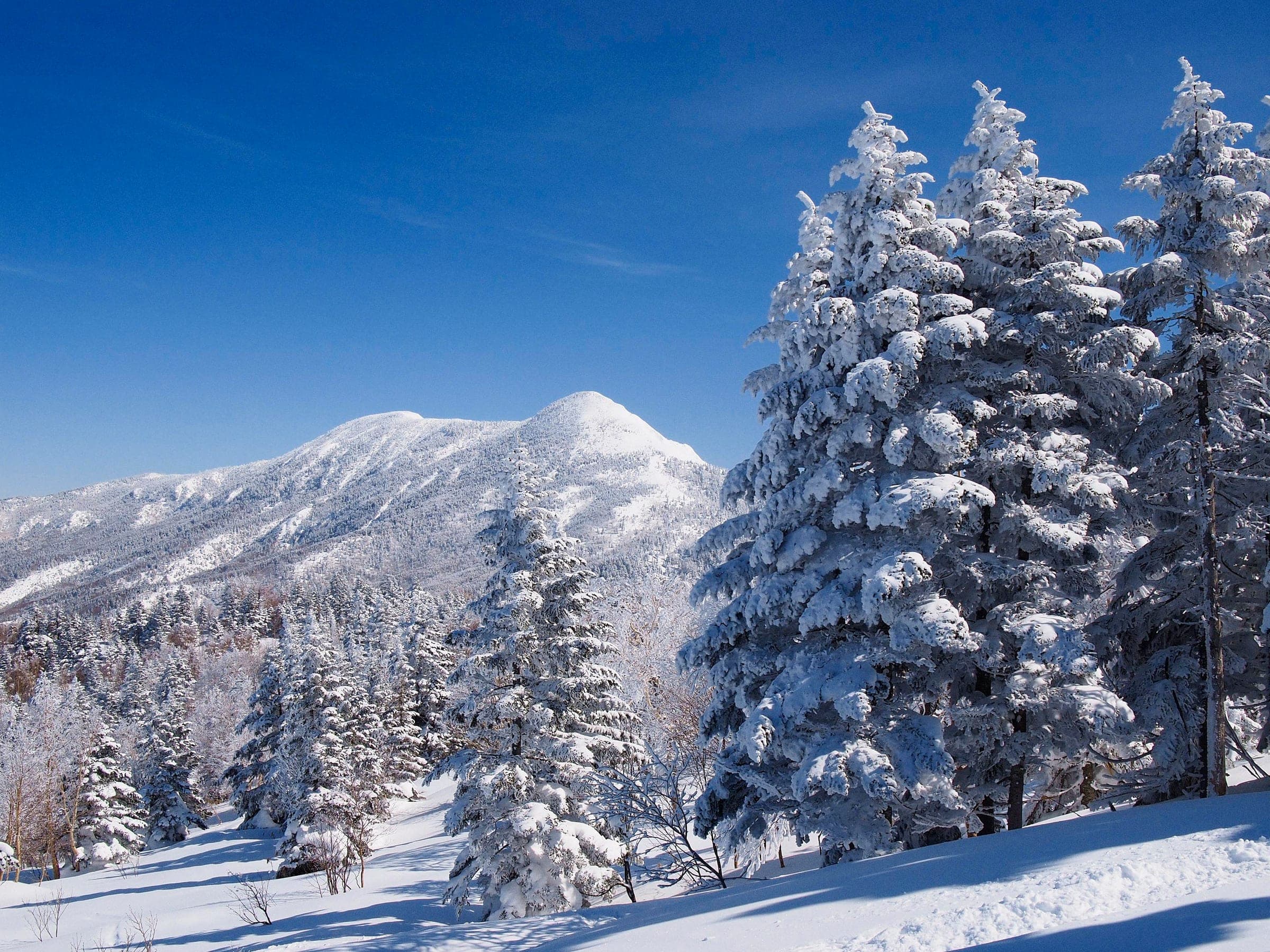 Snow-loaded firs at Shiga Kogen Terakoya stand before the white ridge of Mount Iwasuge