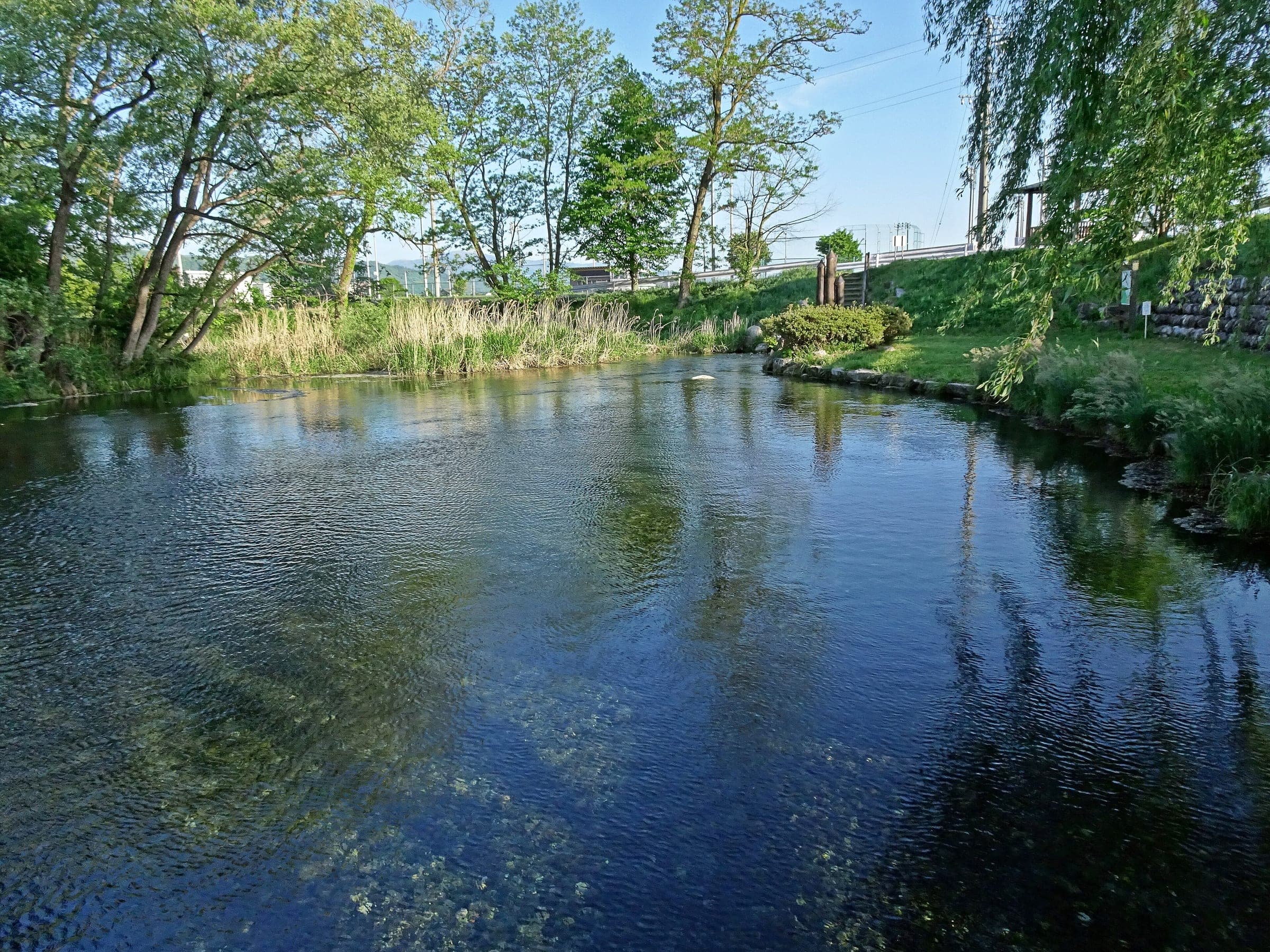 Clear spring water wells up in a tree-lined pond at the Wasabida springs in Azumino.