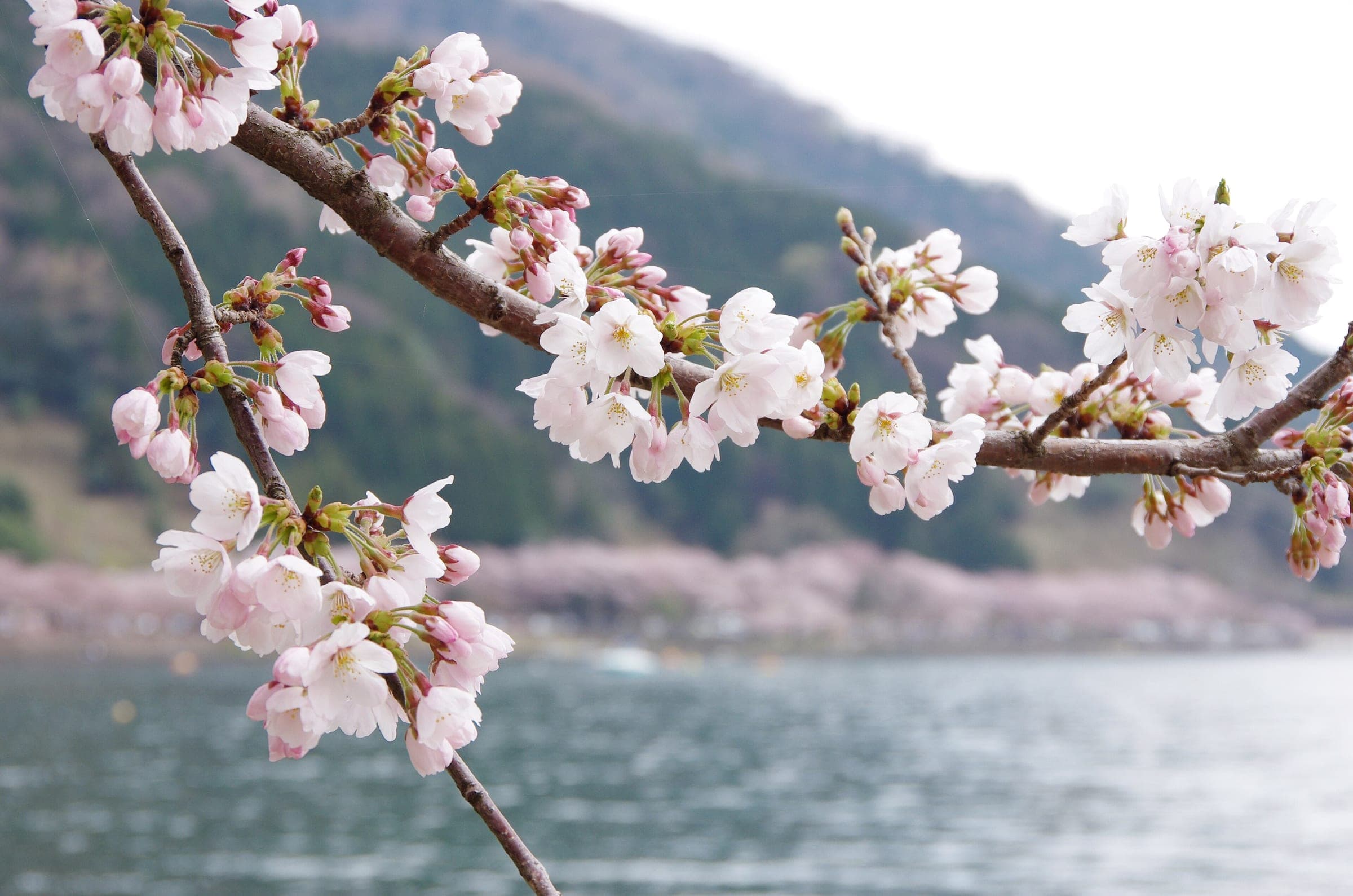 Cherry blossoms hang over the water at Kaizu Osaki on the north shore of Lake Biwa in April