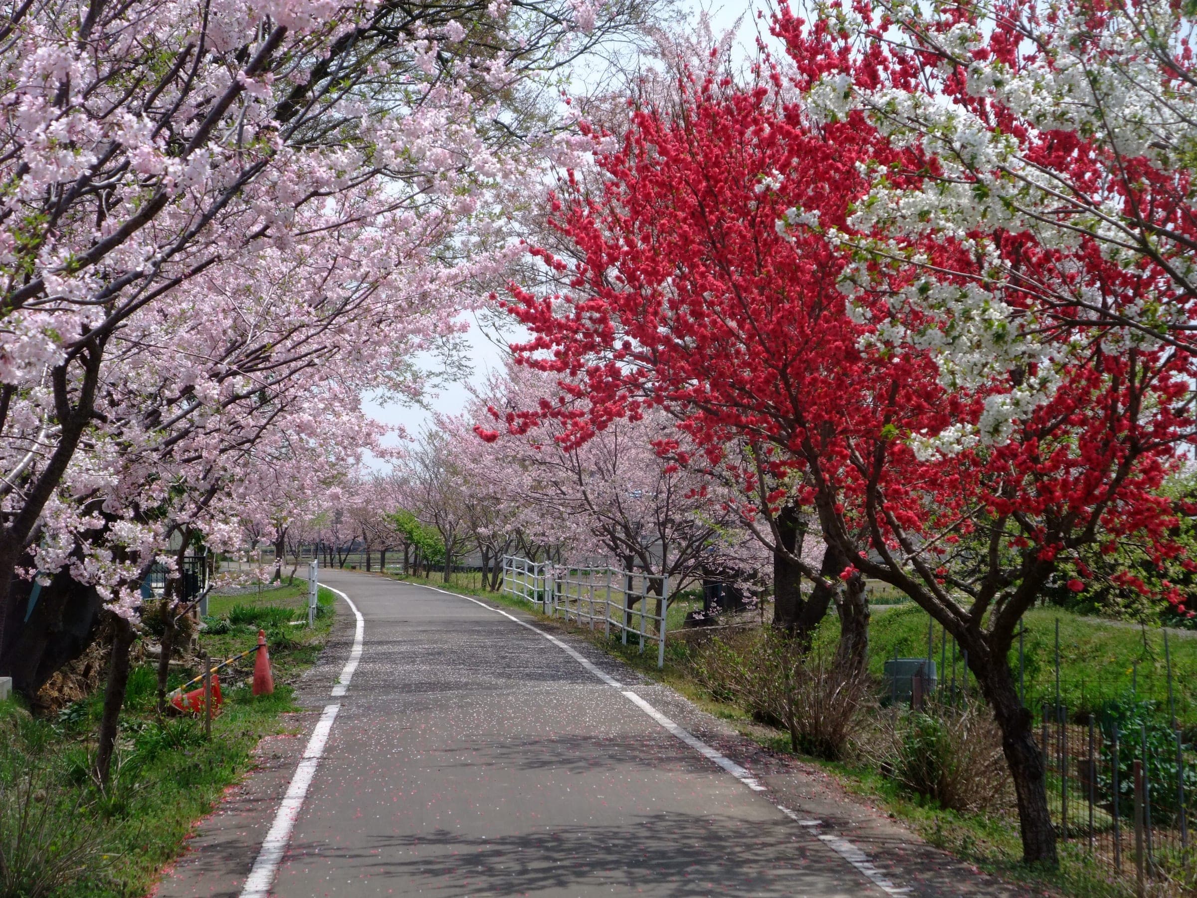 Cherry and peach trees in bloom line the car-free Tsukuba Rinrin Road cycle path in spring.