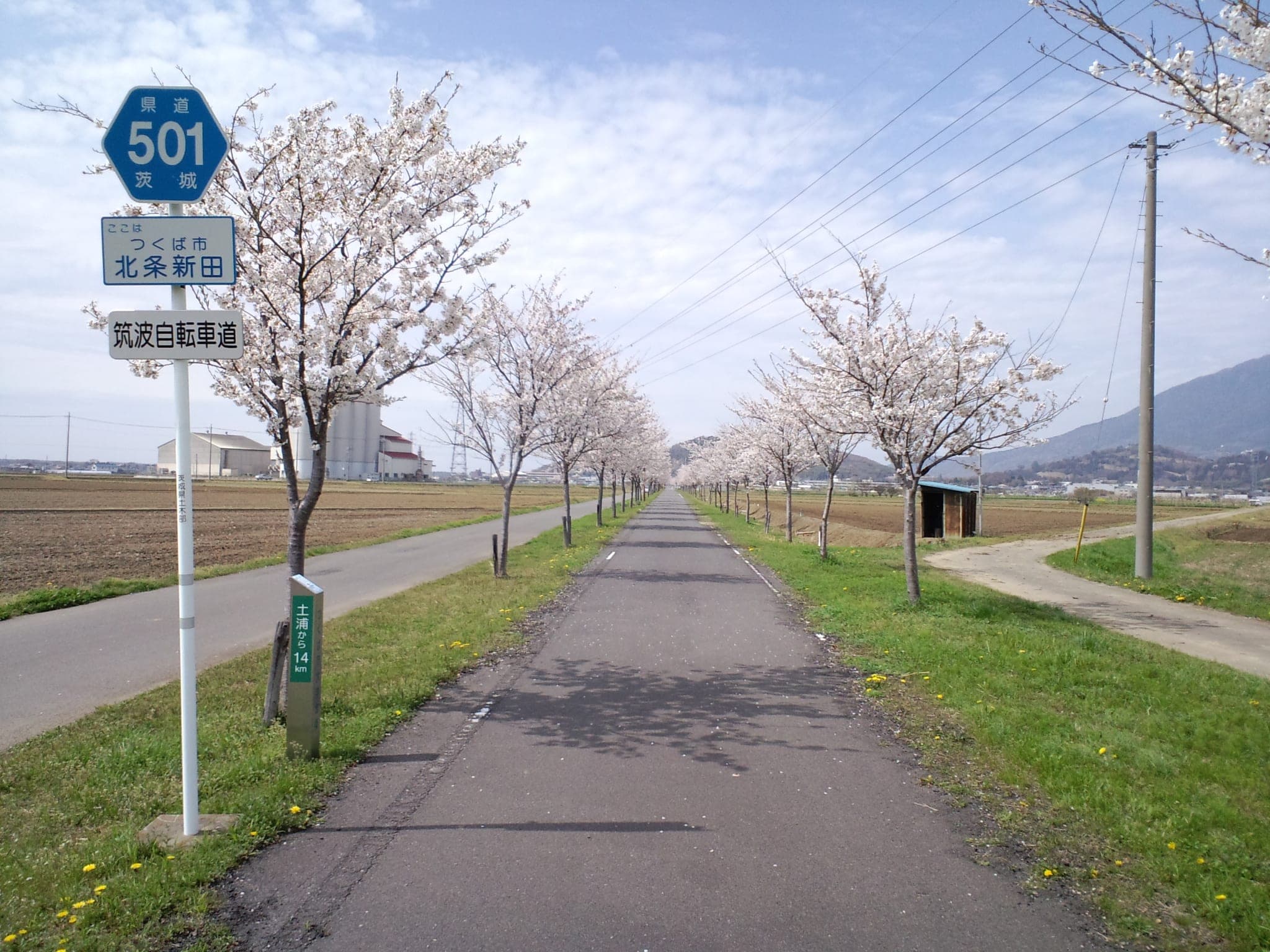 Cherry trees flower beside the Tsukuba Rinrin Road at Hojo-Shinden as Mt. Tsukuba rises behind.