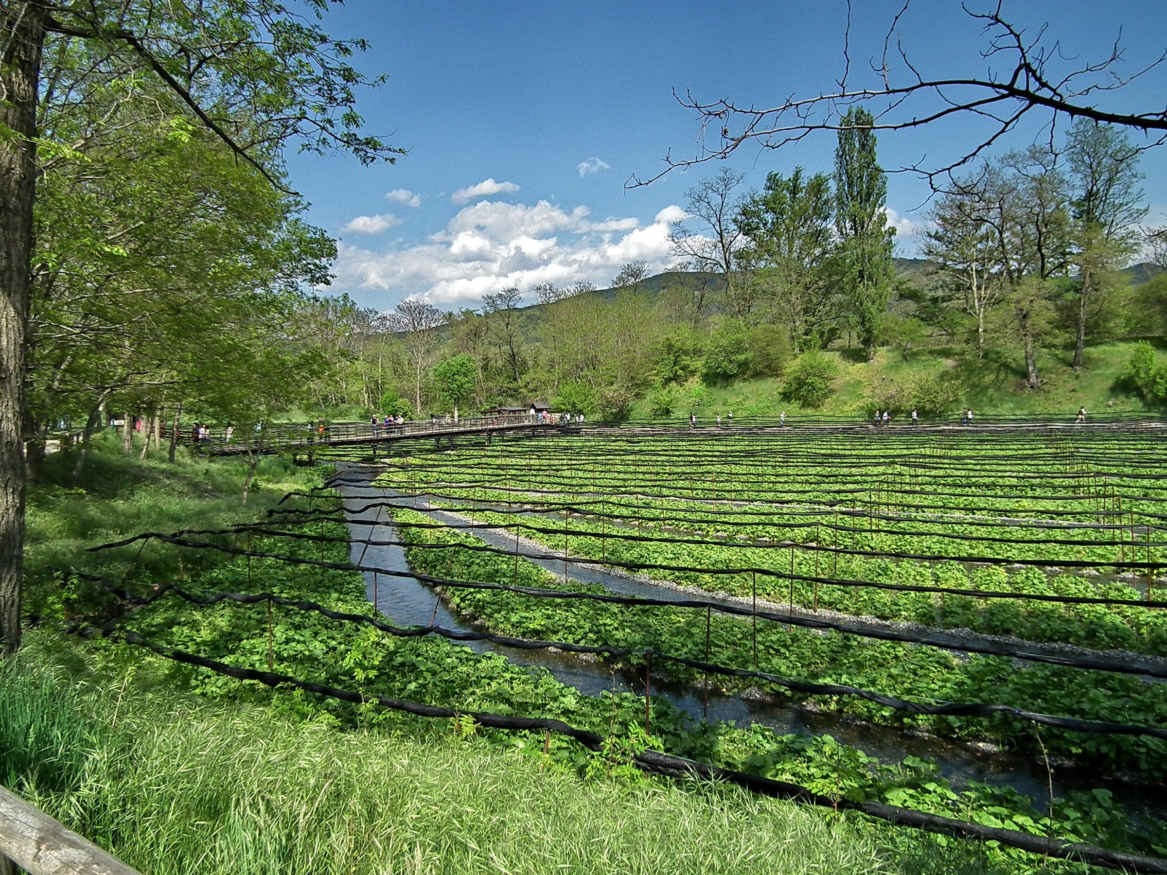 Rows of wasabi grow in gravel beds fed by spring water at Daio Wasabi Farm in Azumino.