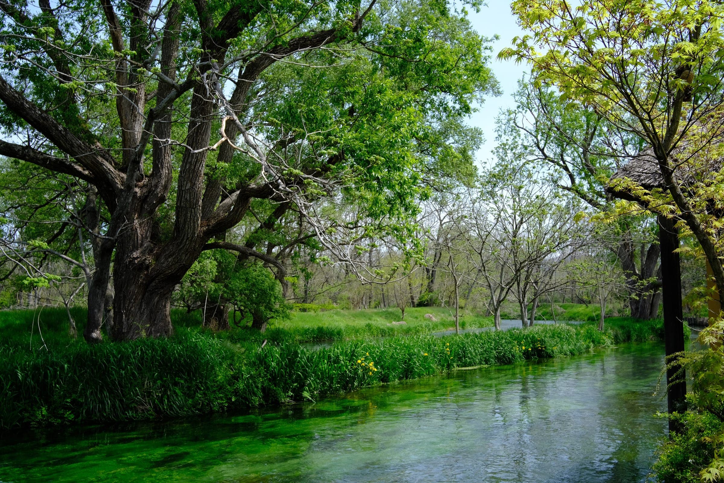Clear spring water flows under fresh May leaves beside the beds at Daio Wasabi Farm.