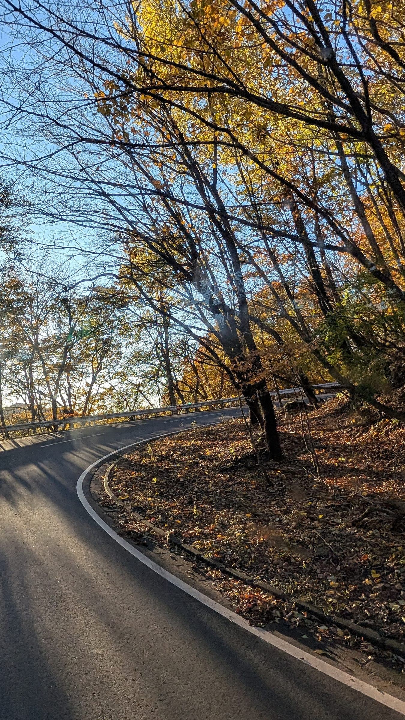 Low sun lights yellow leaves on a hairpin bend of the Irohazaka road in November