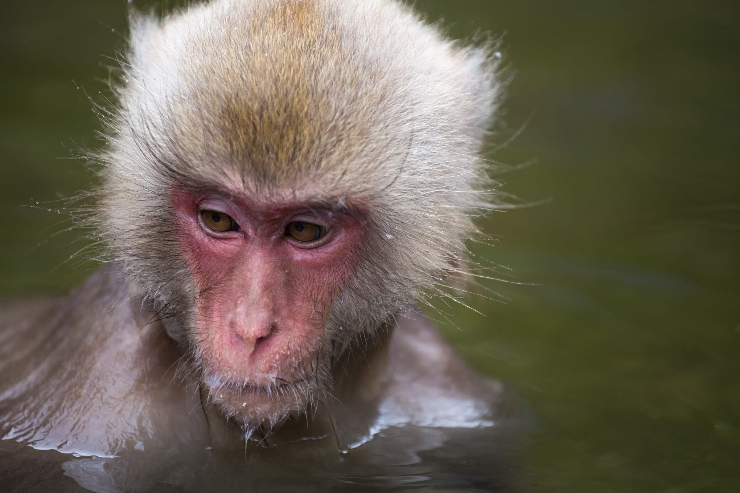 A Japanese macaque sits chest-deep in the hot spring pool at Jigokudani Yaen-koen.