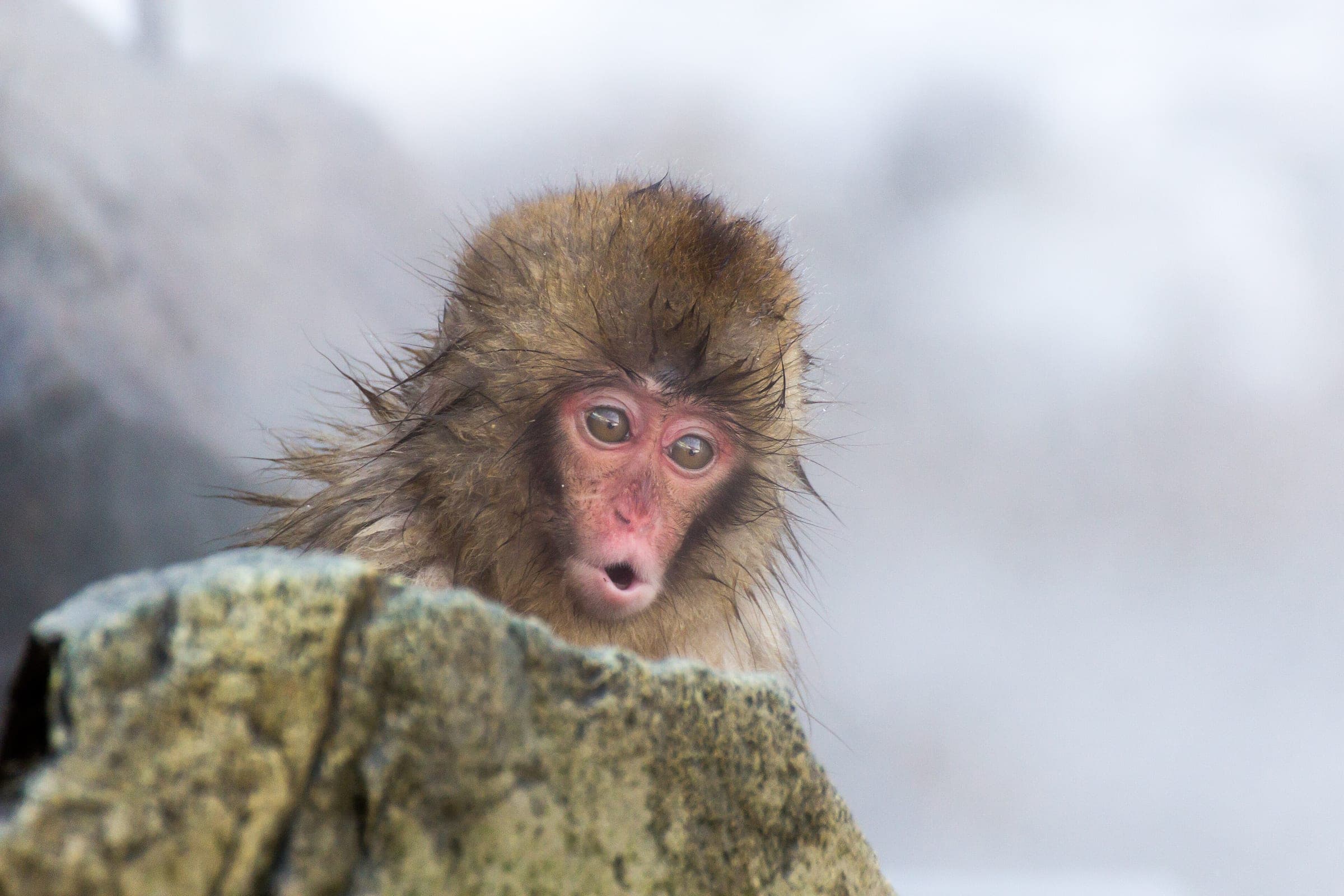 A young Japanese macaque peers over a rock against falling snow at Jigokudani Yaen-koen in January.