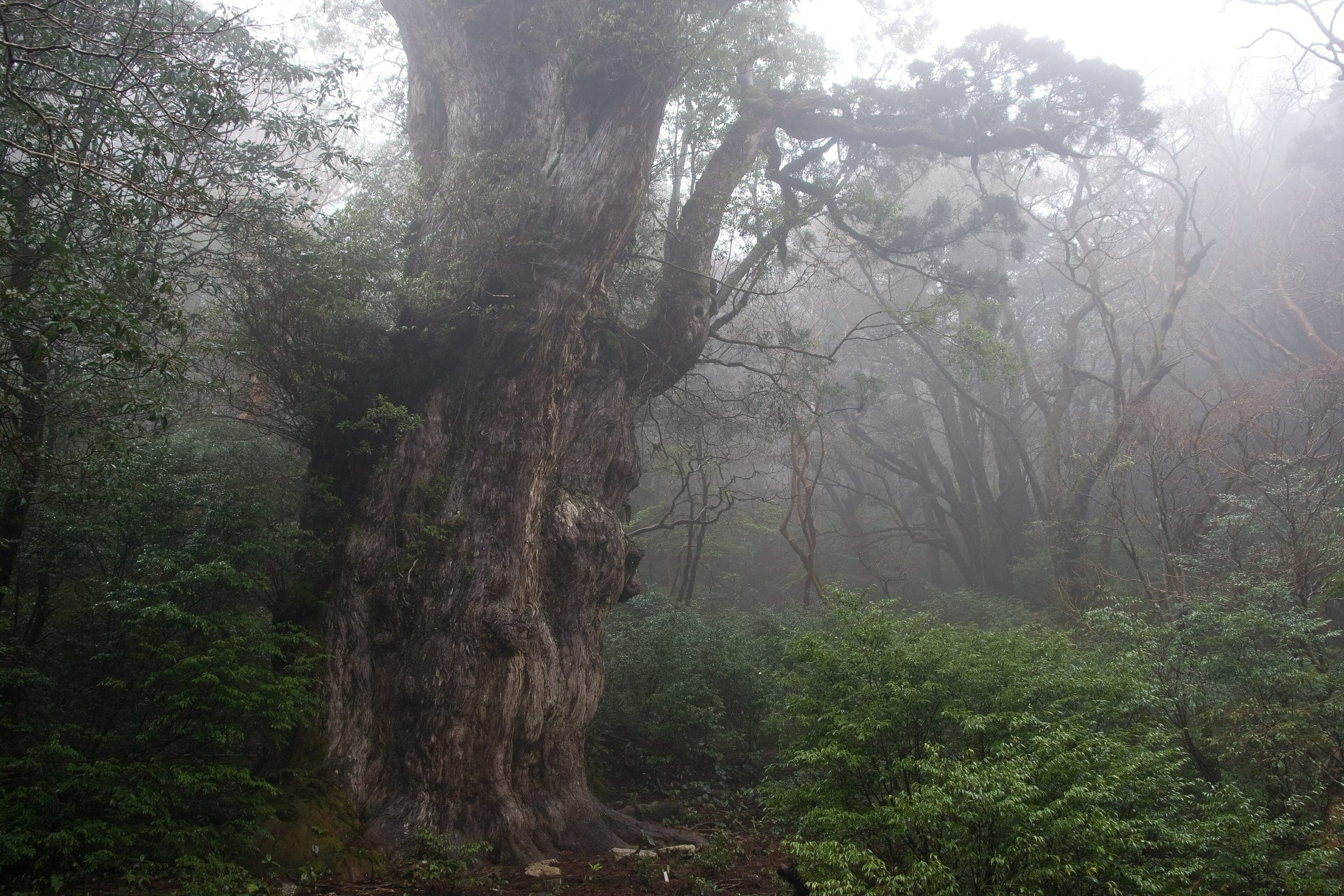 Mist gathers around the massive gnarled trunk of Jomon Sugi in the Yakushima cedar forest.