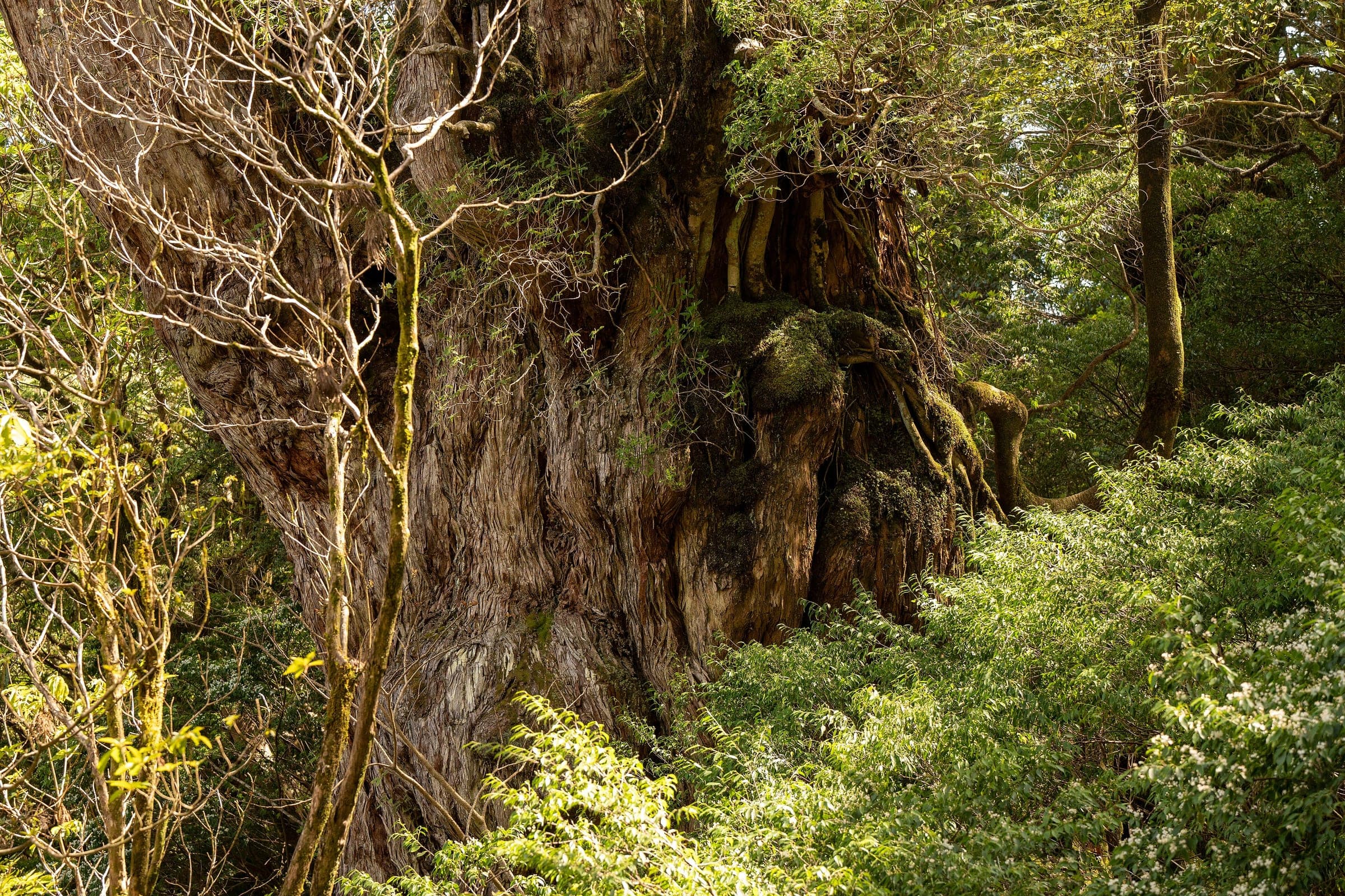 Spring sunlight falls on the deeply furrowed bark of Jomon Sugi above green undergrowth on Yakushima.