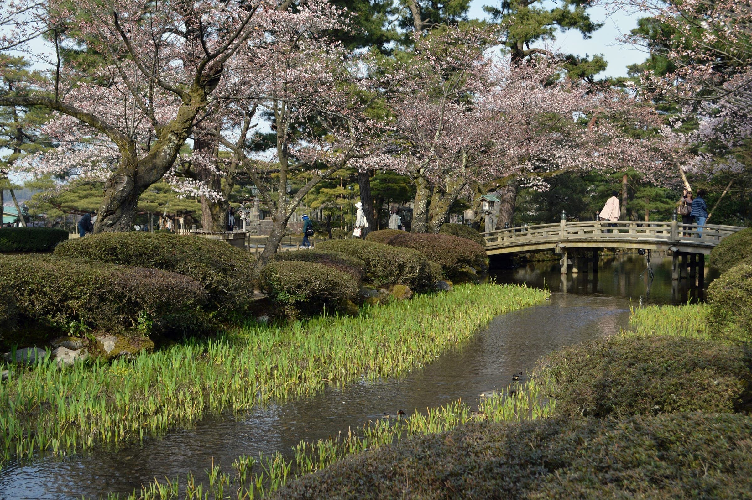 Cherry blossom hangs over the stream and Hanami-bashi bridge in Kenroku-en in April