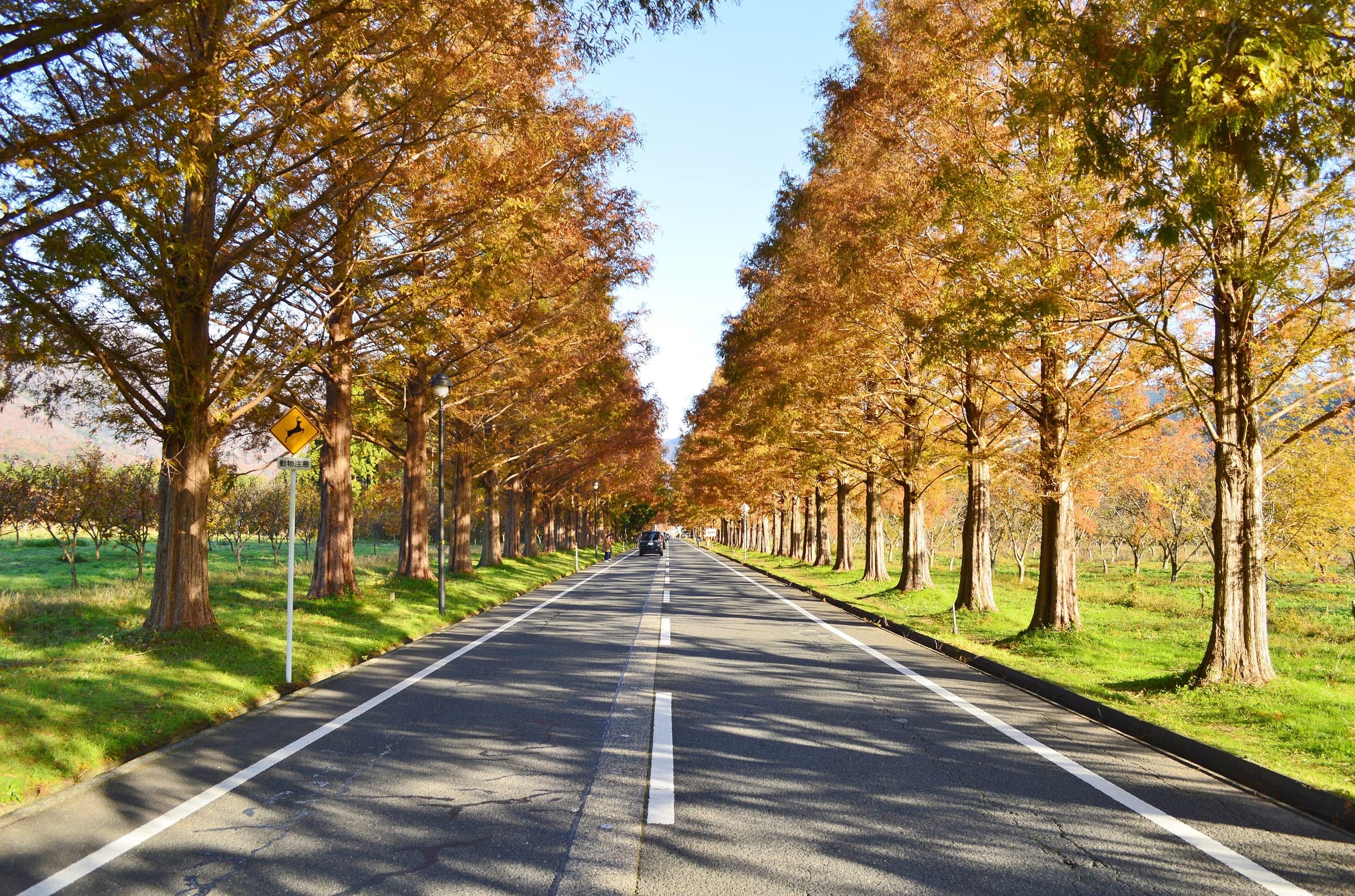 Rust-coloured metasequoia trees line both sides of the Makino avenue in early December