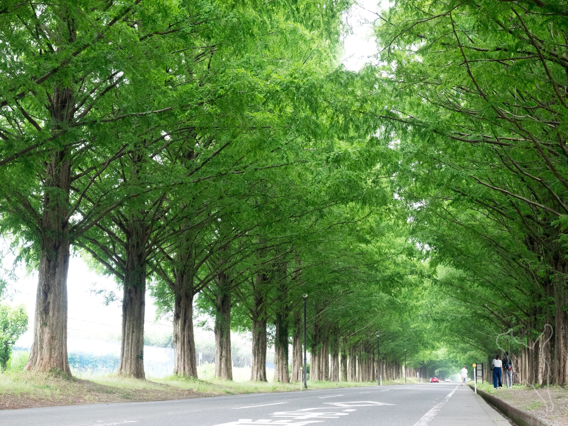 Green metasequoia trees form a long tunnel over the road through Makino in July