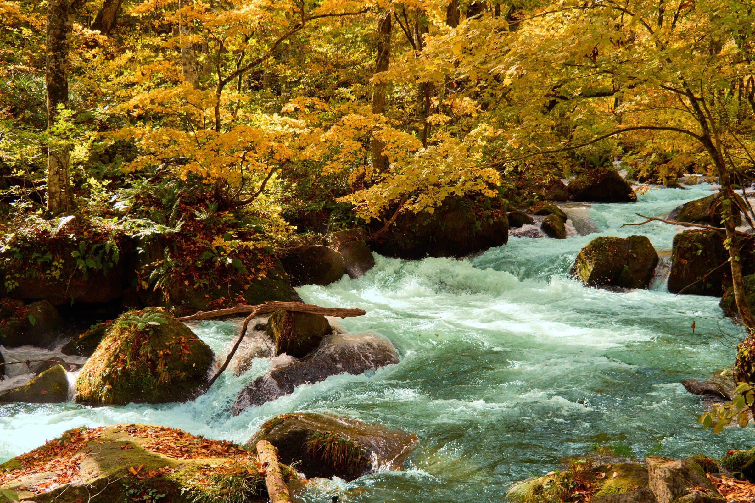 The Oirase stream rushes past mossy boulders under golden autumn beech and maple.