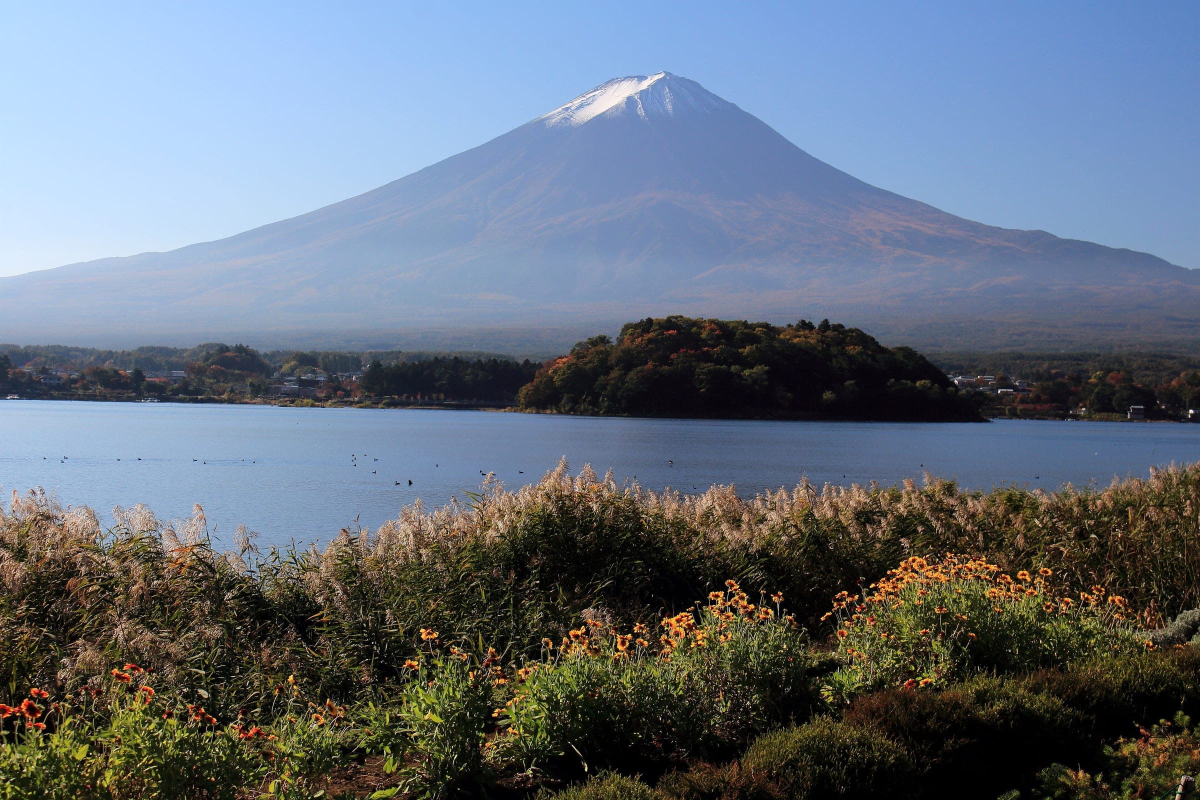 Mt. Fuji rises across Lake Kawaguchi above autumn grasses and flowers at Oishi Park.