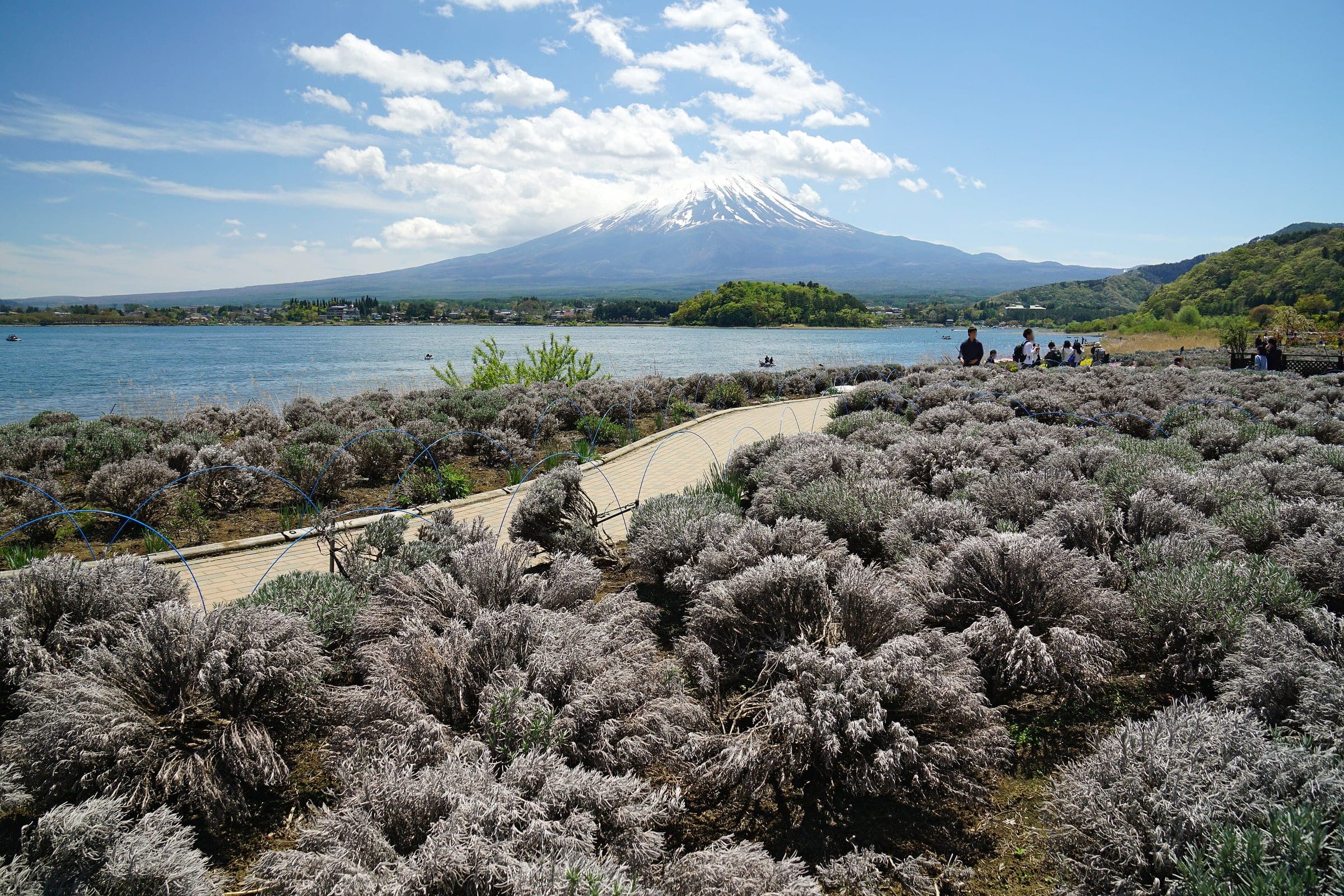 A path winds through lavender beds at Oishi Park on Lake Kawaguchi with Mt. Fuji across the water.