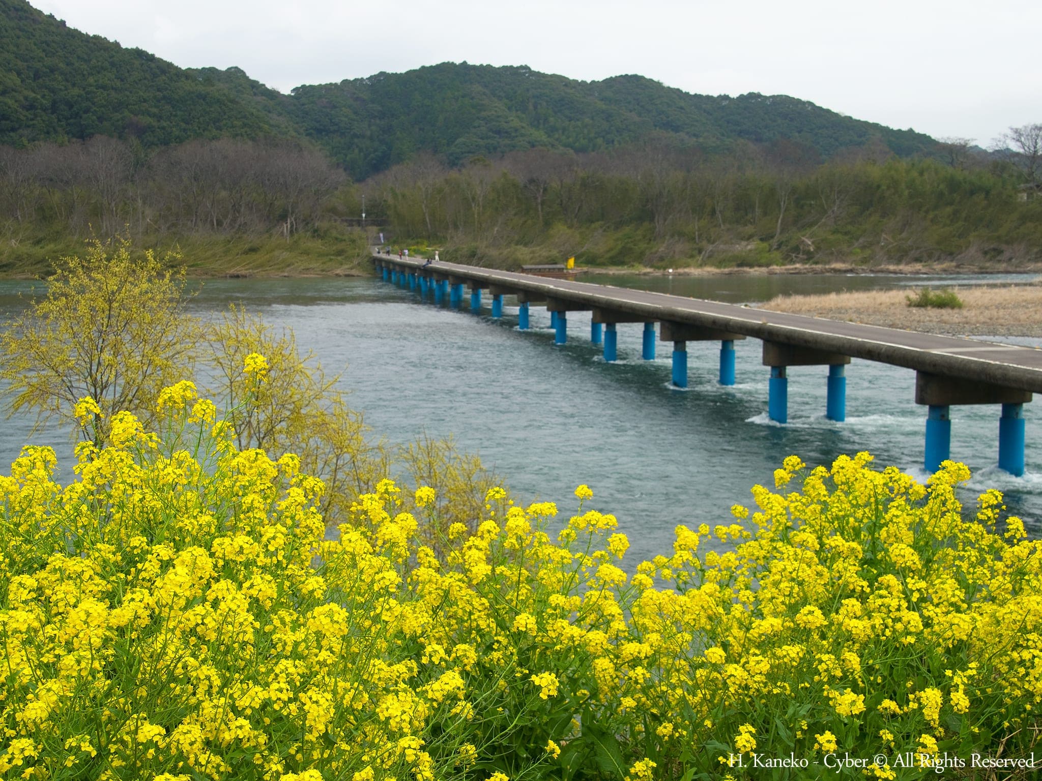 Yellow rapeseed blooms on the bank of the Shimanto River beside the low Sada Chinkabashi in March