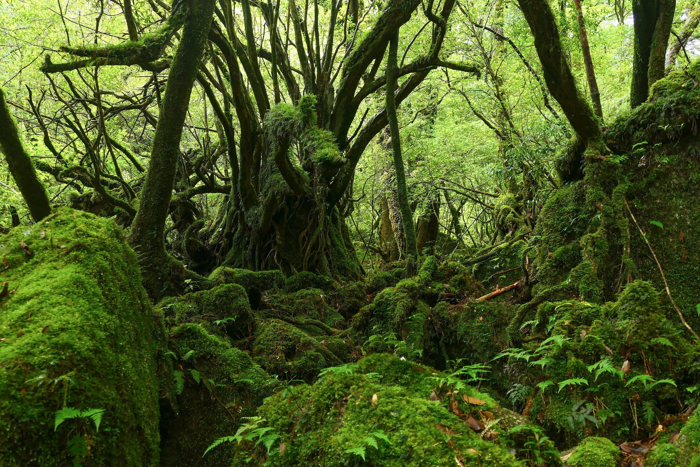 Thick green moss covers boulders and twisted tree roots in the moss forest of Shiratani Unsuikyo.