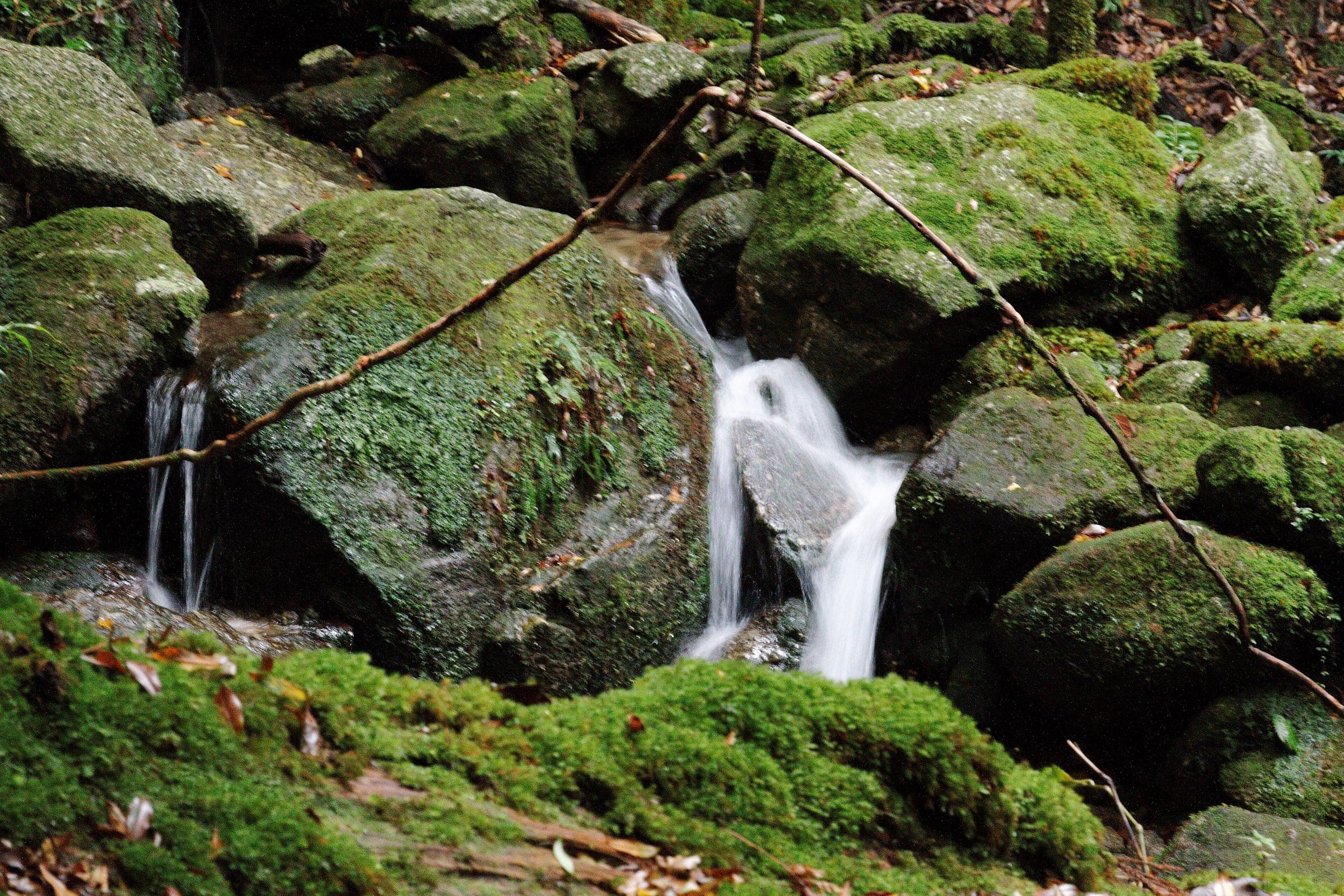 A small stream spills between moss-covered granite boulders in the Shiratani Unsuikyo ravine on Yakushima.