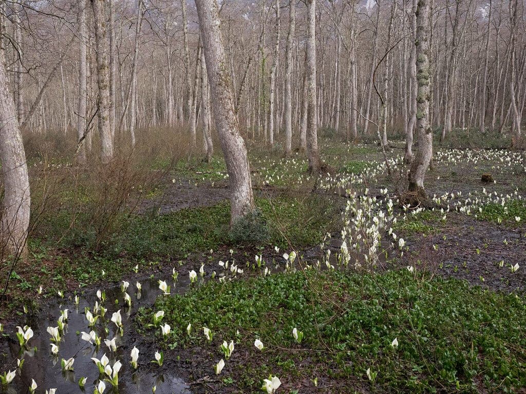 White skunk cabbage flowers bloom across the wet birch woodland of Togakushi Forest Botanical Garden.