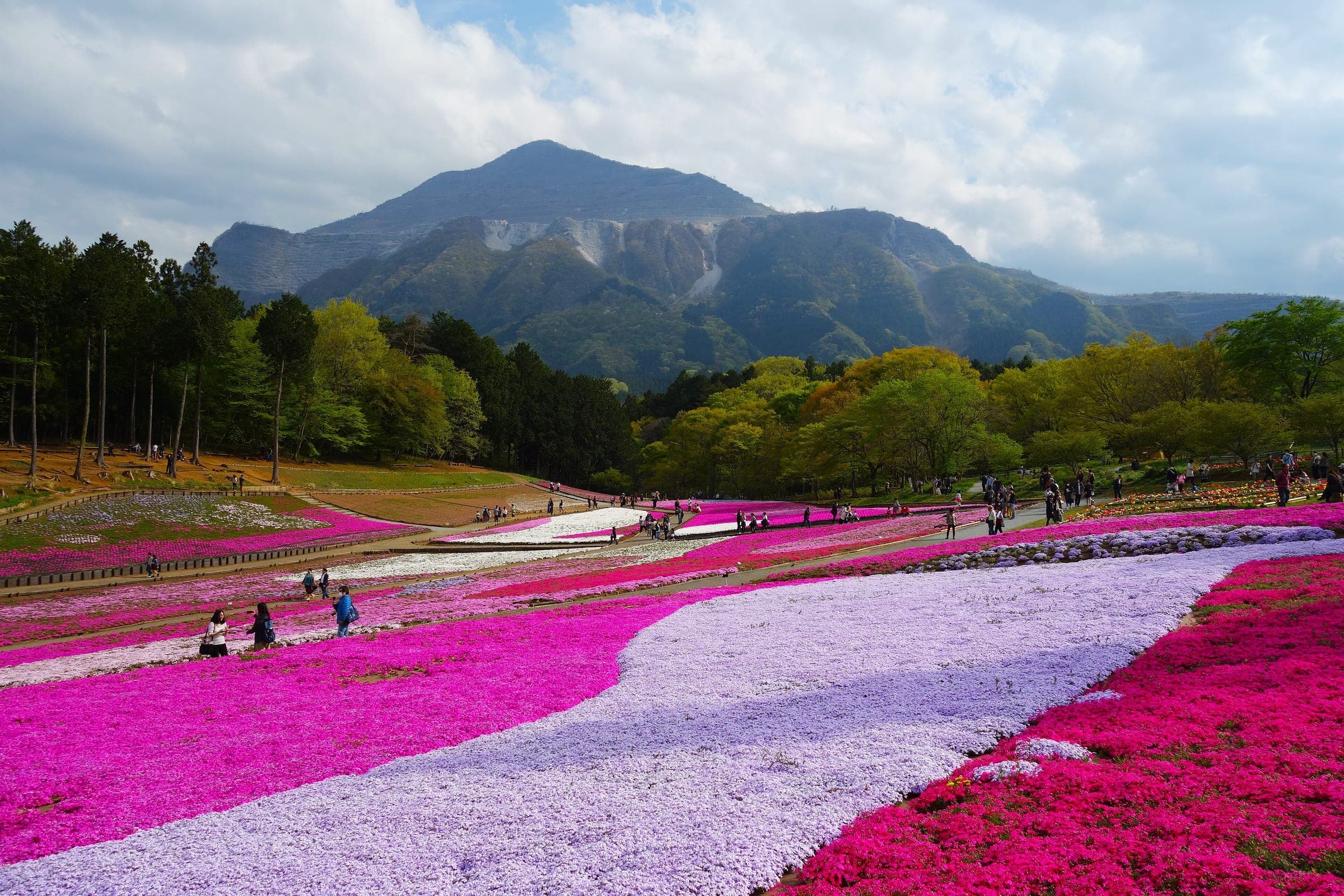 Pink and white moss phlox carpets Hitsujiyama Park in Chichibu below the quarried face of Mt. Buko.