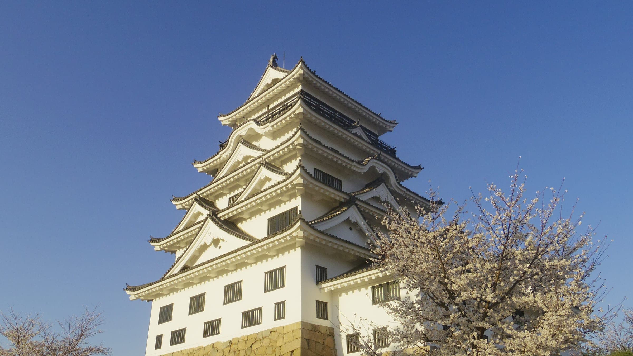 The white keep of Fukuyama Castle rises over cherry blossom in April evening sun.