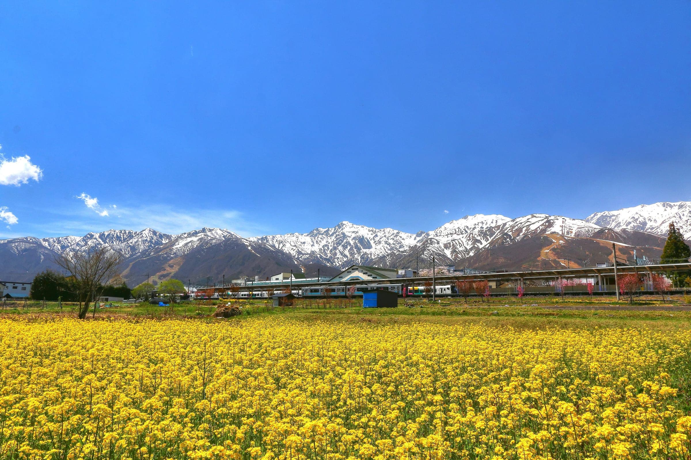 A field of yellow rapeseed blooms in Hakuba below the snow-streaked Northern Alps in April.