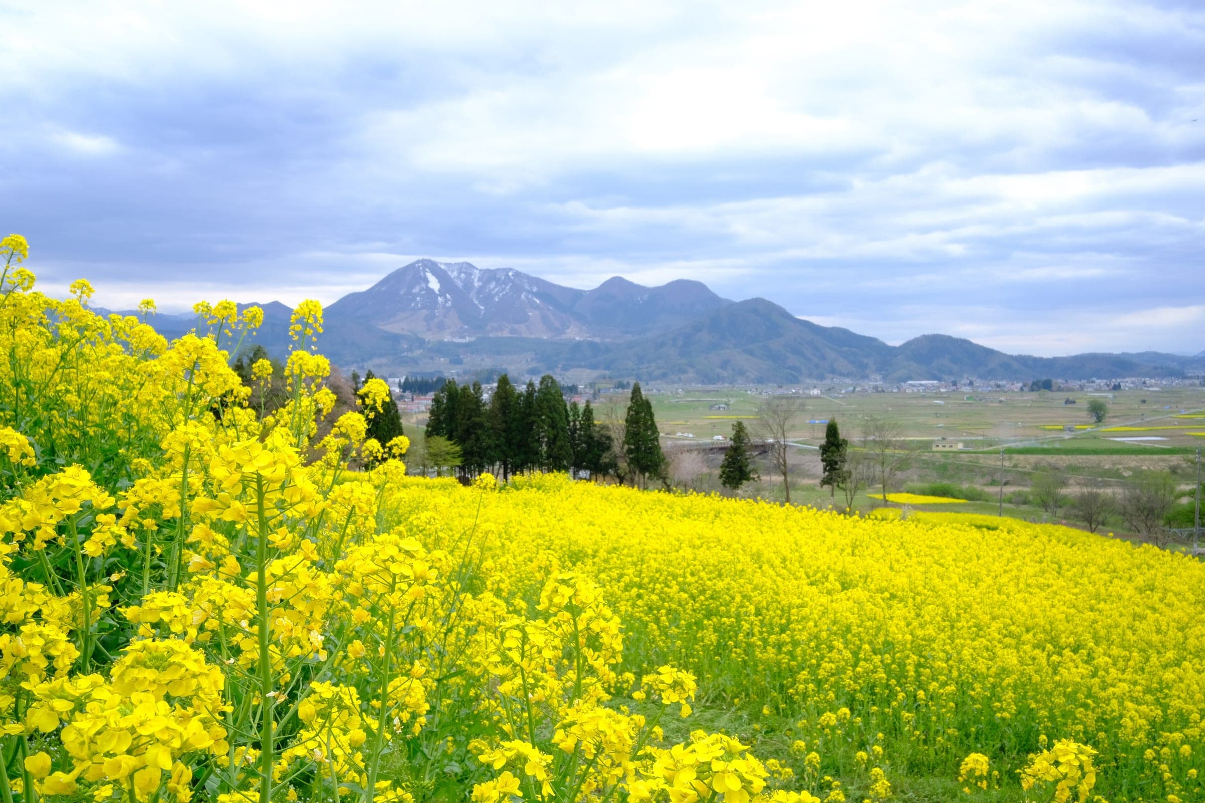 Rapeseed blooms over the slopes of Nanohana Park in Iiyama, with snow-streaked peaks across the Chikuma valley.
