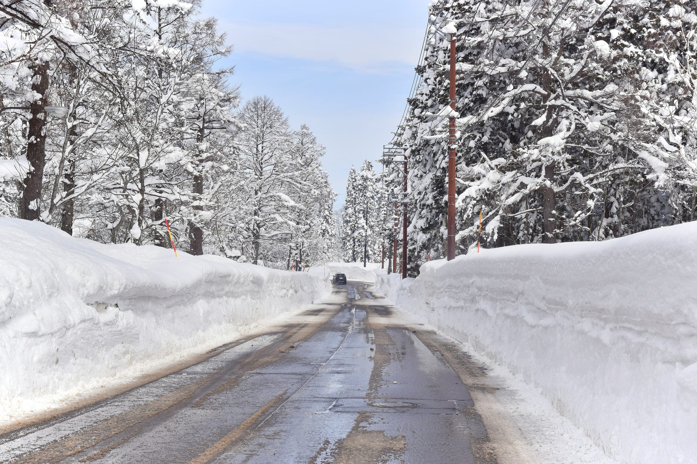 Cedars line a road cut through deep snowbanks at Ikenotaira Onsen in February