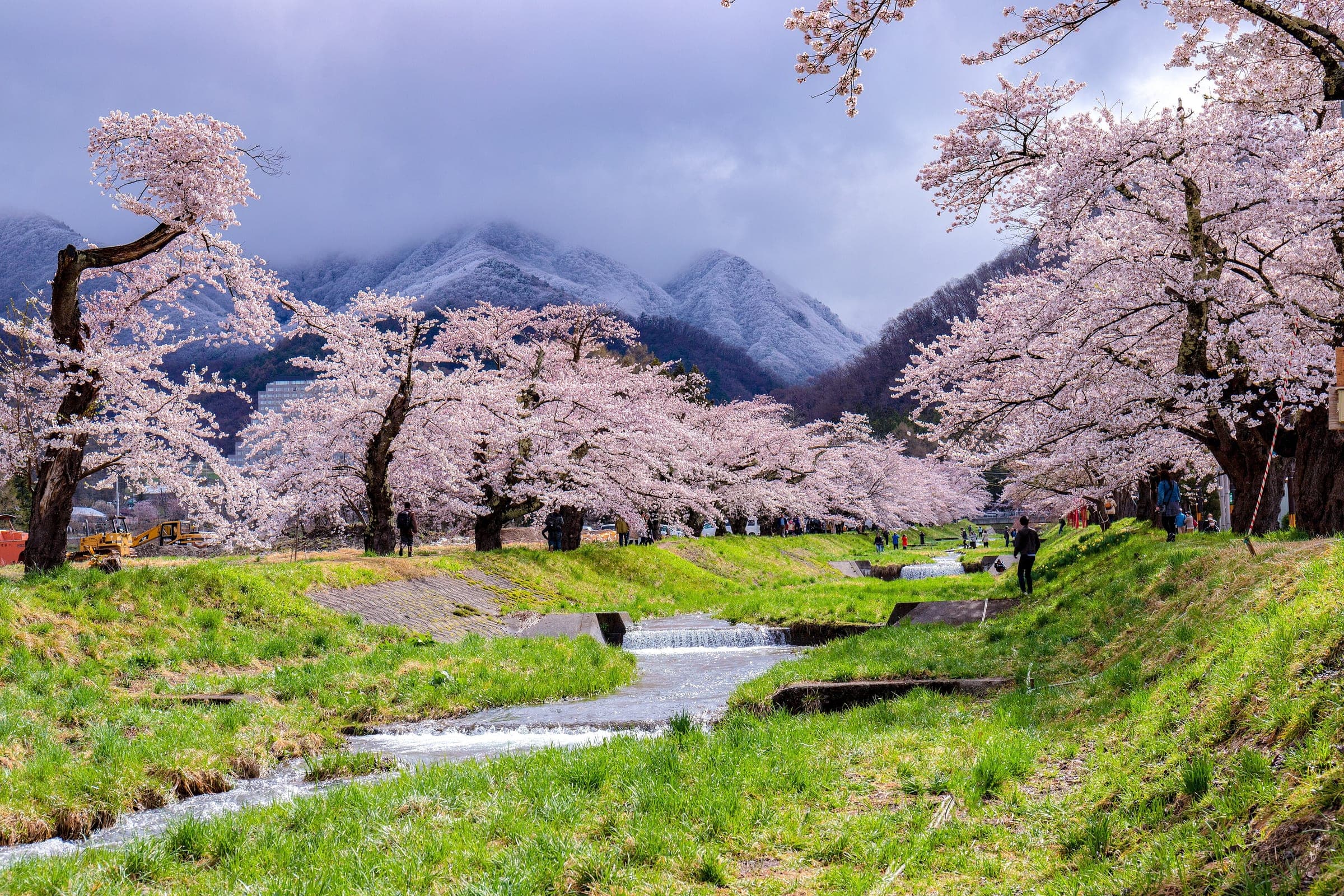 Cherry trees in full bloom line the Kannonji River in Inawashiro below snowy April peaks.