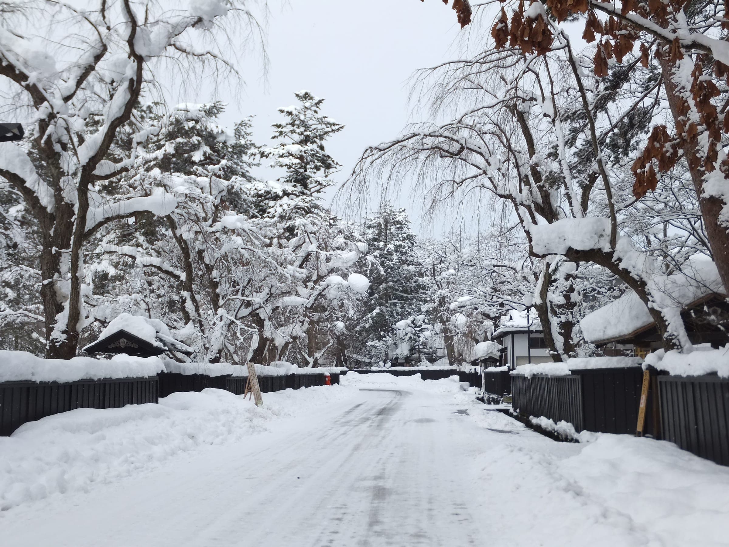 Fresh snow bends the weeping cherry branches along a quiet samurai street in Kakunodate.