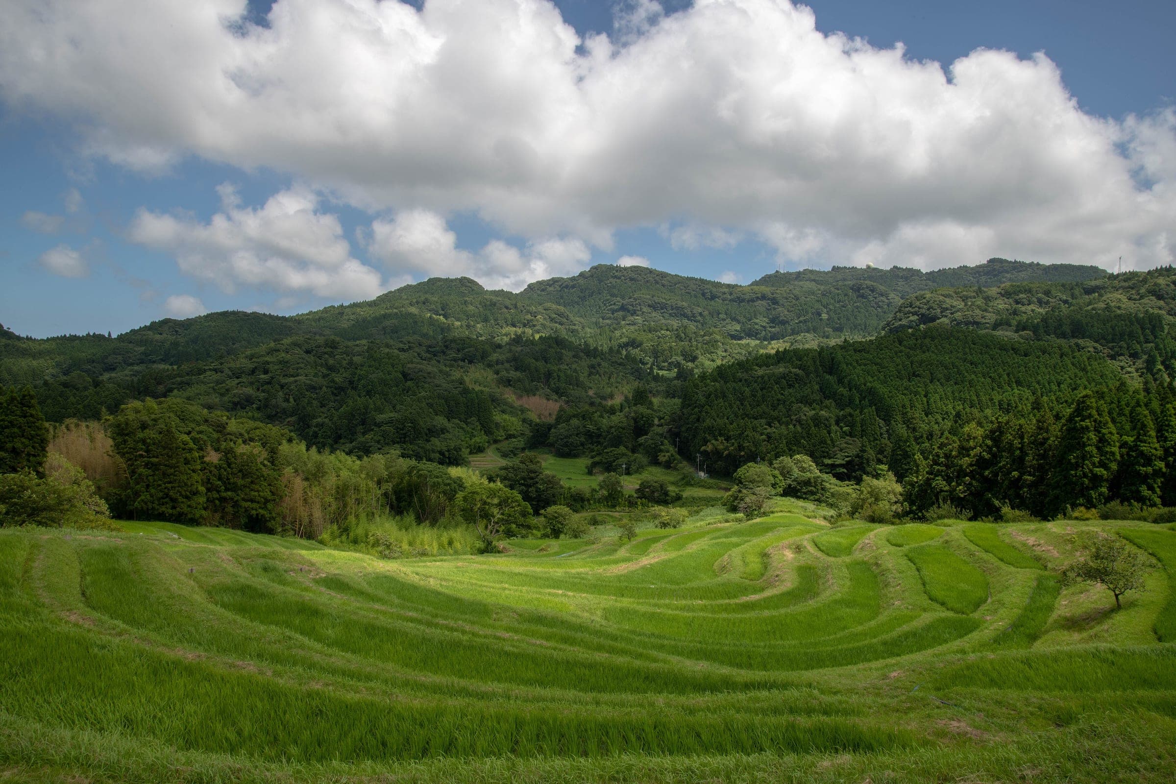 Green rice terraces of Oyama Senmaida curve down a hillside in the hills behind Kamogawa in July.